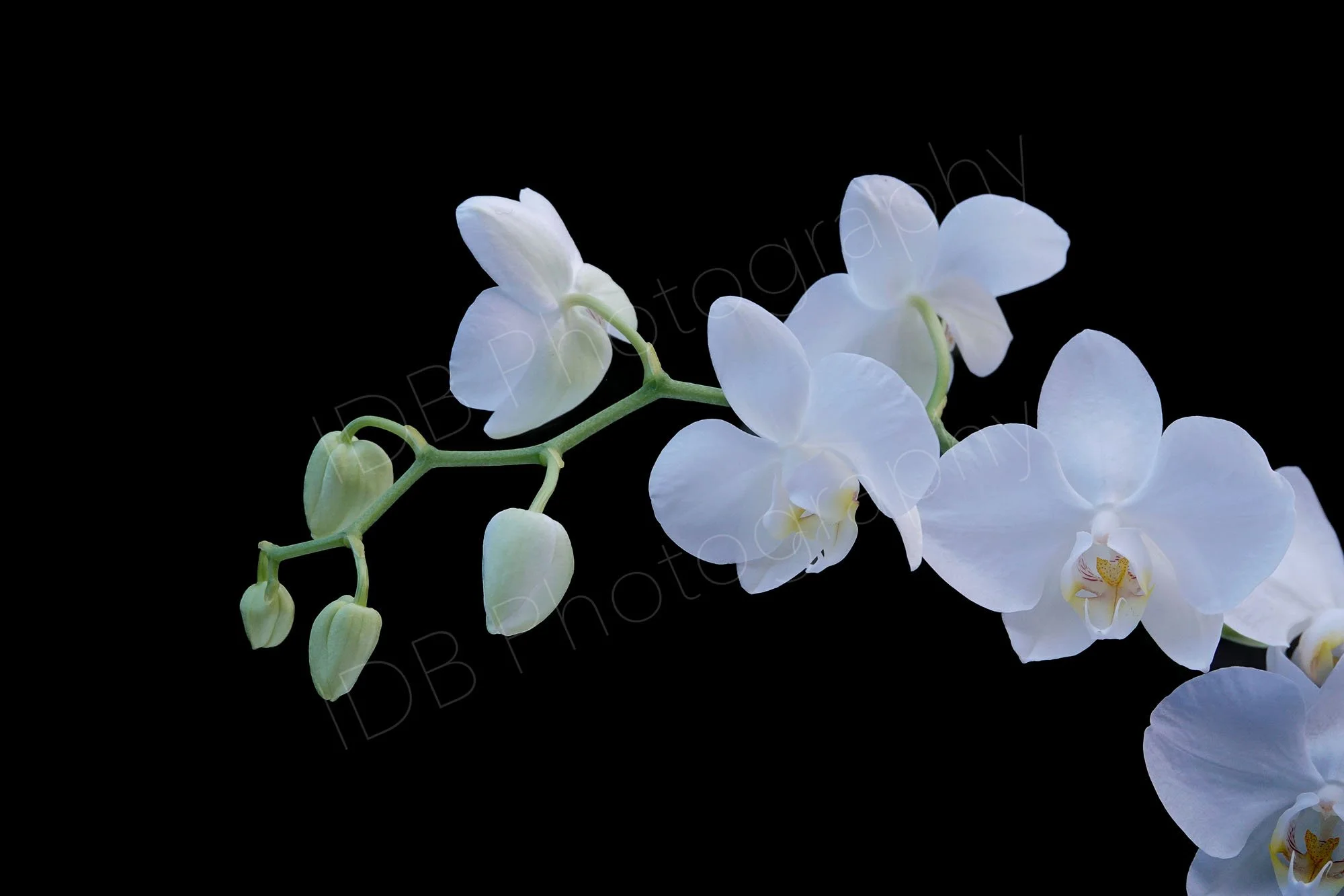 A flower stem of a white moth orchid, Phalaenopsis Amabilis on a black background.