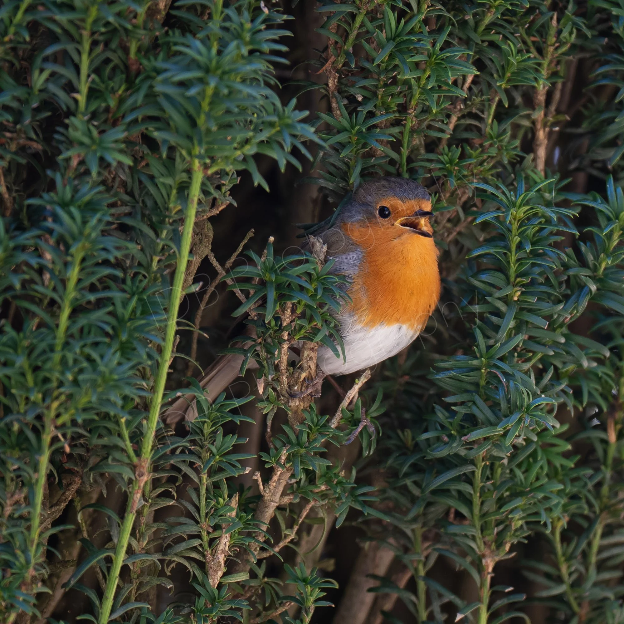European robin (Erithacus rubecula) with beak wide open in a tightly clipped yew tree. Gloucestershire, UK.