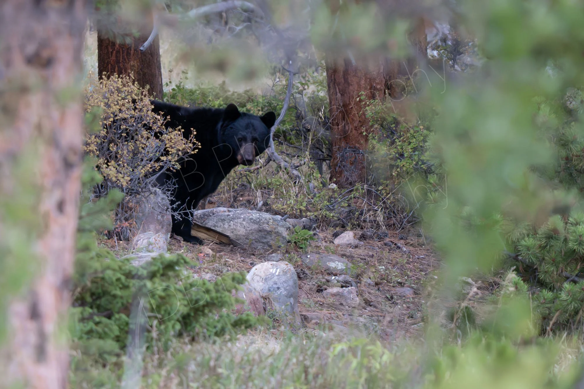 American black bear nicely framed through hazy tree branches. Rocky Mountain National Park, Colorado, USA.
