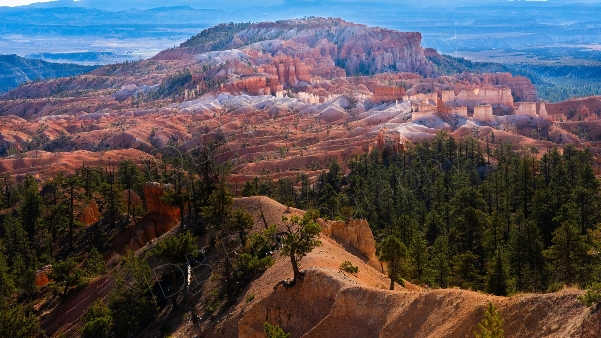 A view along a smooth orange tree lined ridge to the vivid orange and pink hoodoos, and colourful cliffs of Queen's Garden Trail , Bryce Canyon.