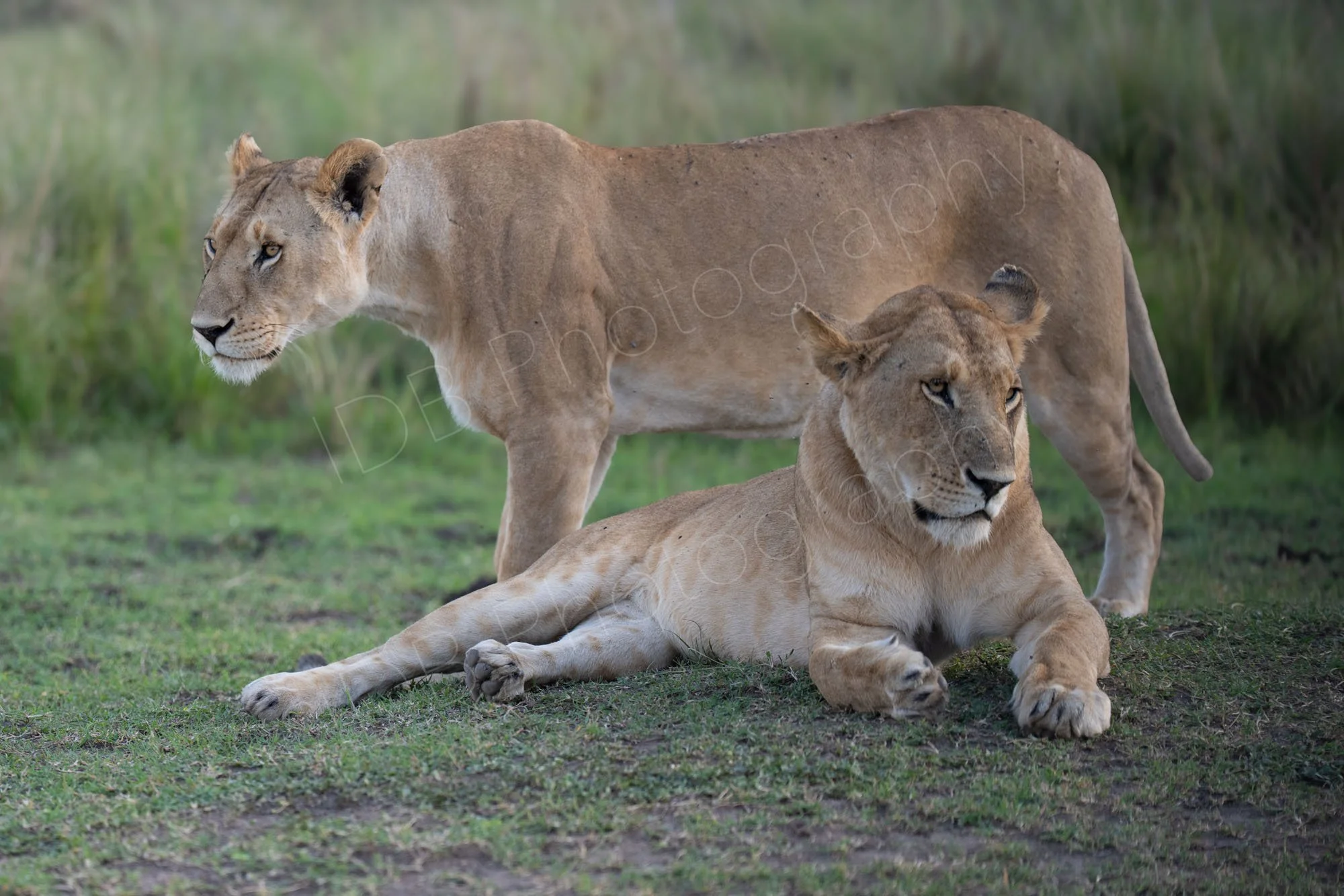 Two lionesses one standing behind in profile, the other lying in front face forwards in Masai Mara, Kenya.