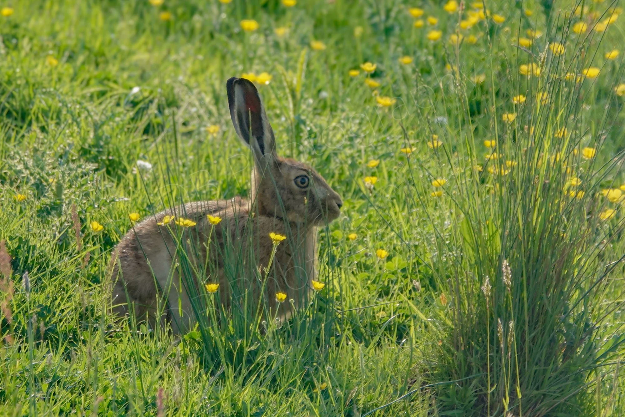 Hare in a sunny field with lots of buttercups and tufted grass. Gloucestershire, UK.