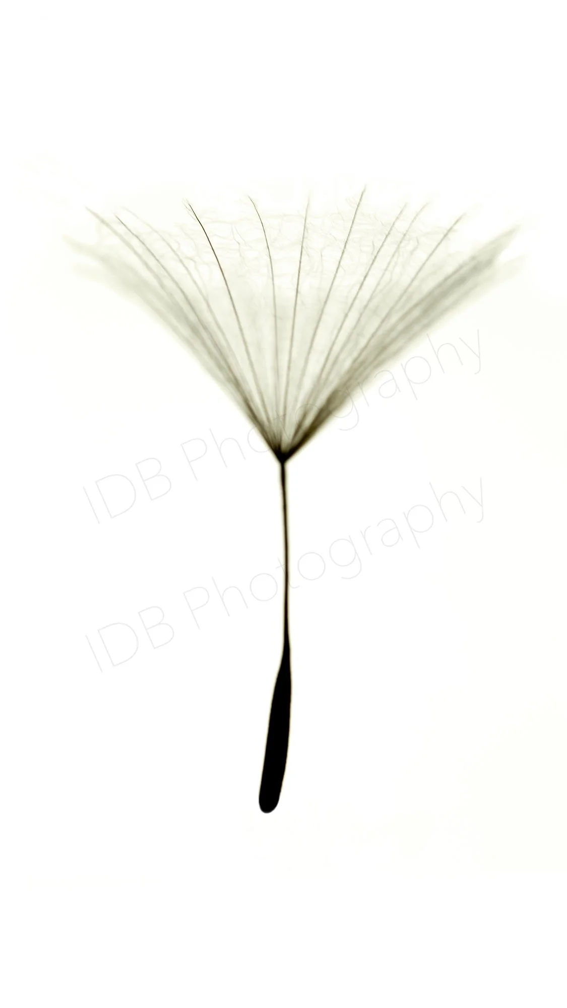 A high-key image of a single pappus (parachute) and achene (seed) of a Salsify seed head.