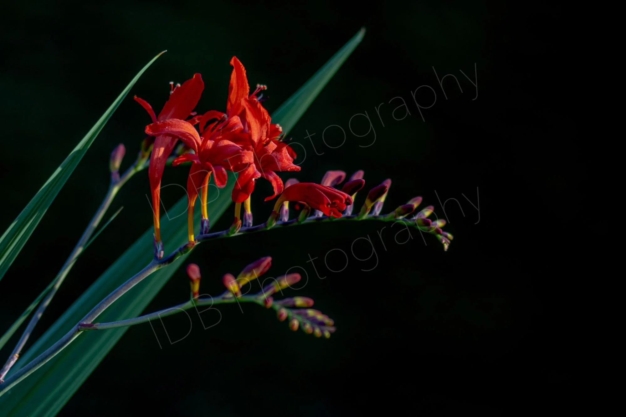 A right facing branched flower stem and leaves of Crocosmia Lucifer with a number of open florets on a black backround.