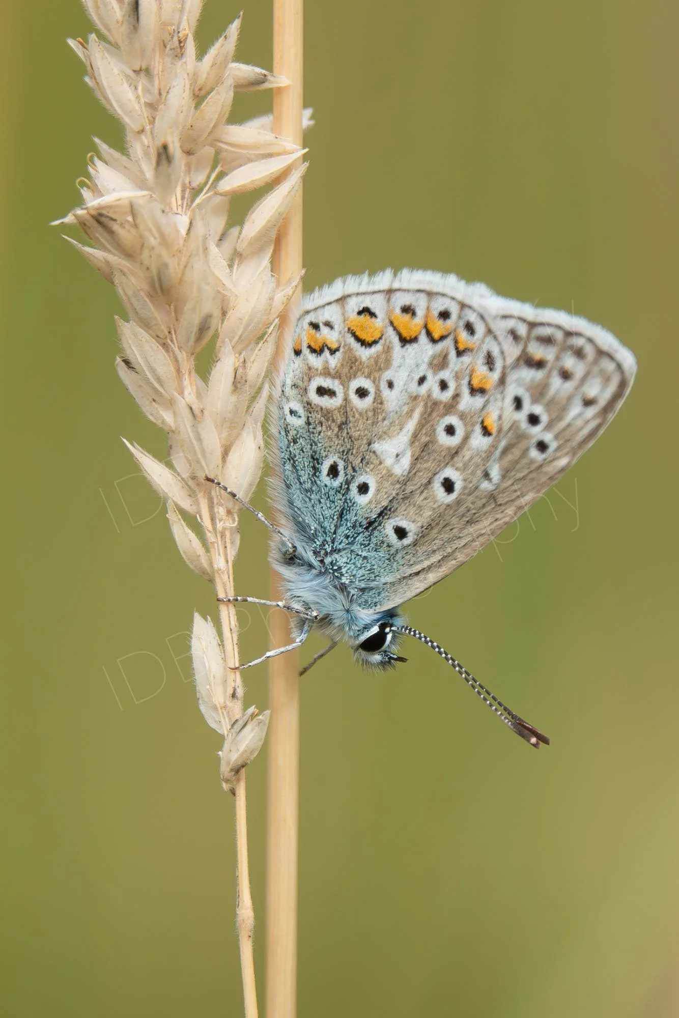Common Blue butterfly (Polyommatus icarus) with wings closed resting on a head of dried grass. Gloucestershire, UK.