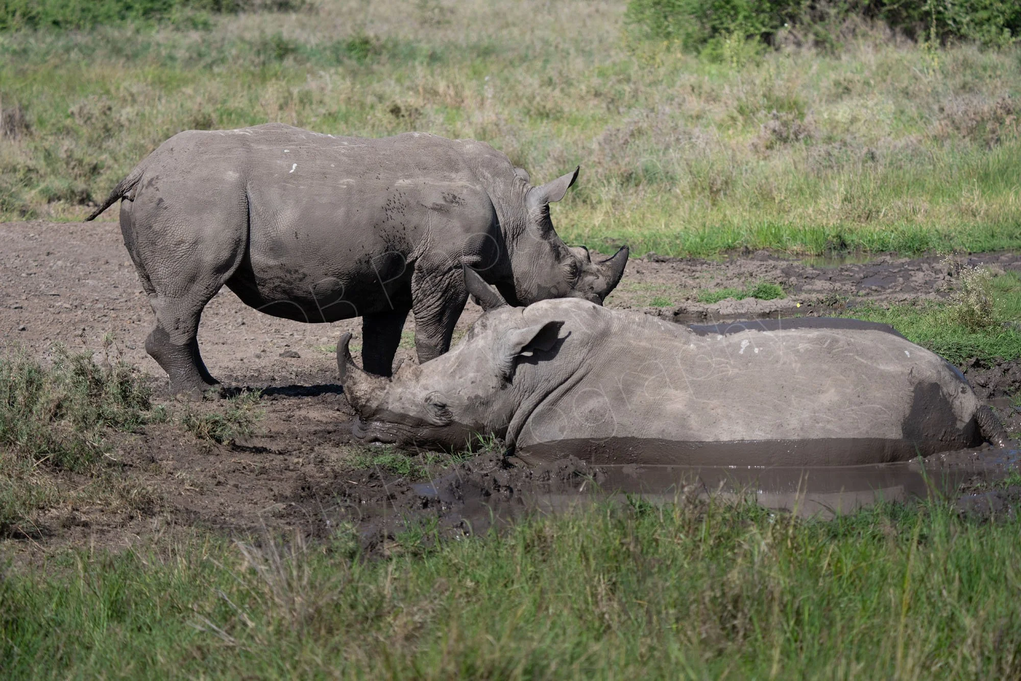 Two White Rhinoceros, one laying down in a pool of mud, the other standing behind, in Nairobi, Kenya.
