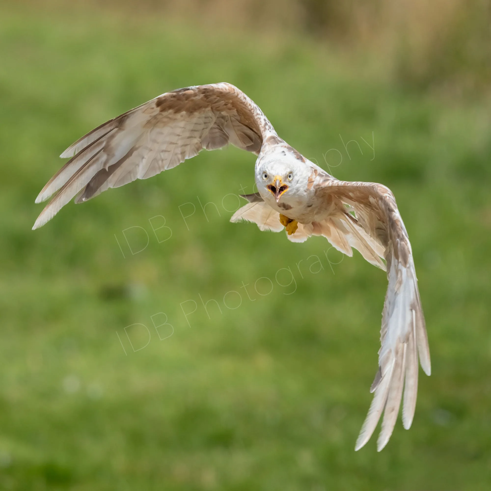 Leucistic Red Kite (Milvus milvus) in flight facing camera with mouth open, wings pointing downwards on a blurred green background. Gigrin Farm, Rhayader, Powys.