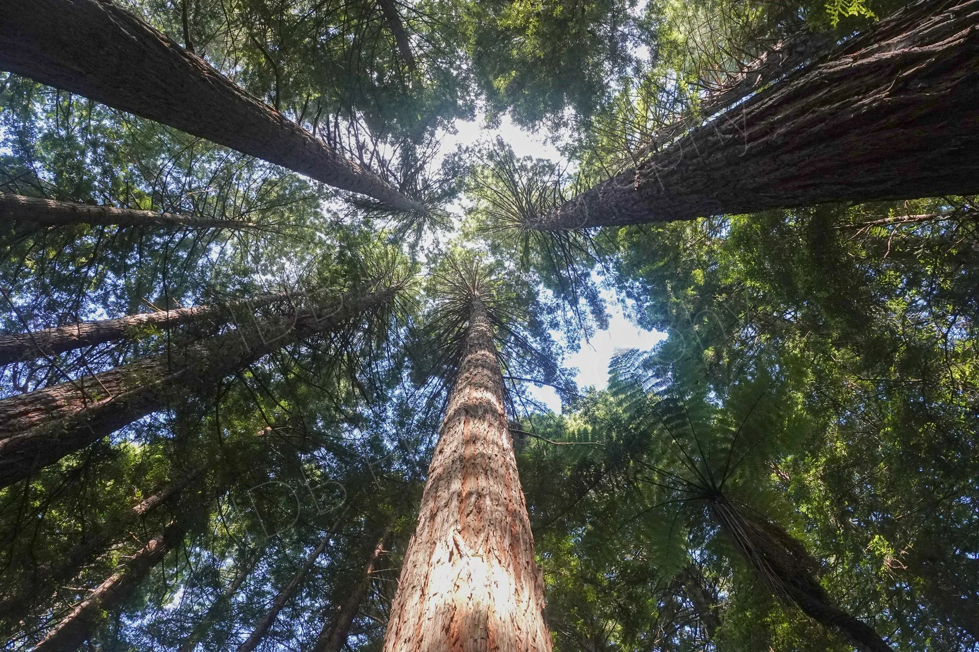 A view up the trunks into the canopy of giant redwood trees, Rotorua, Bay of Plenty, NZ.