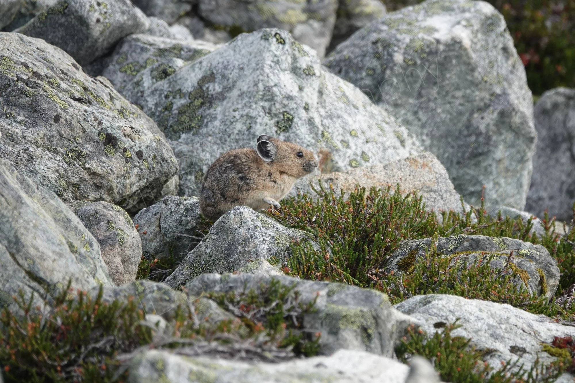 A Pika (Ochotona princeps) surrounded by rocks, on the mountain tops at Whistler, BC, canada.
