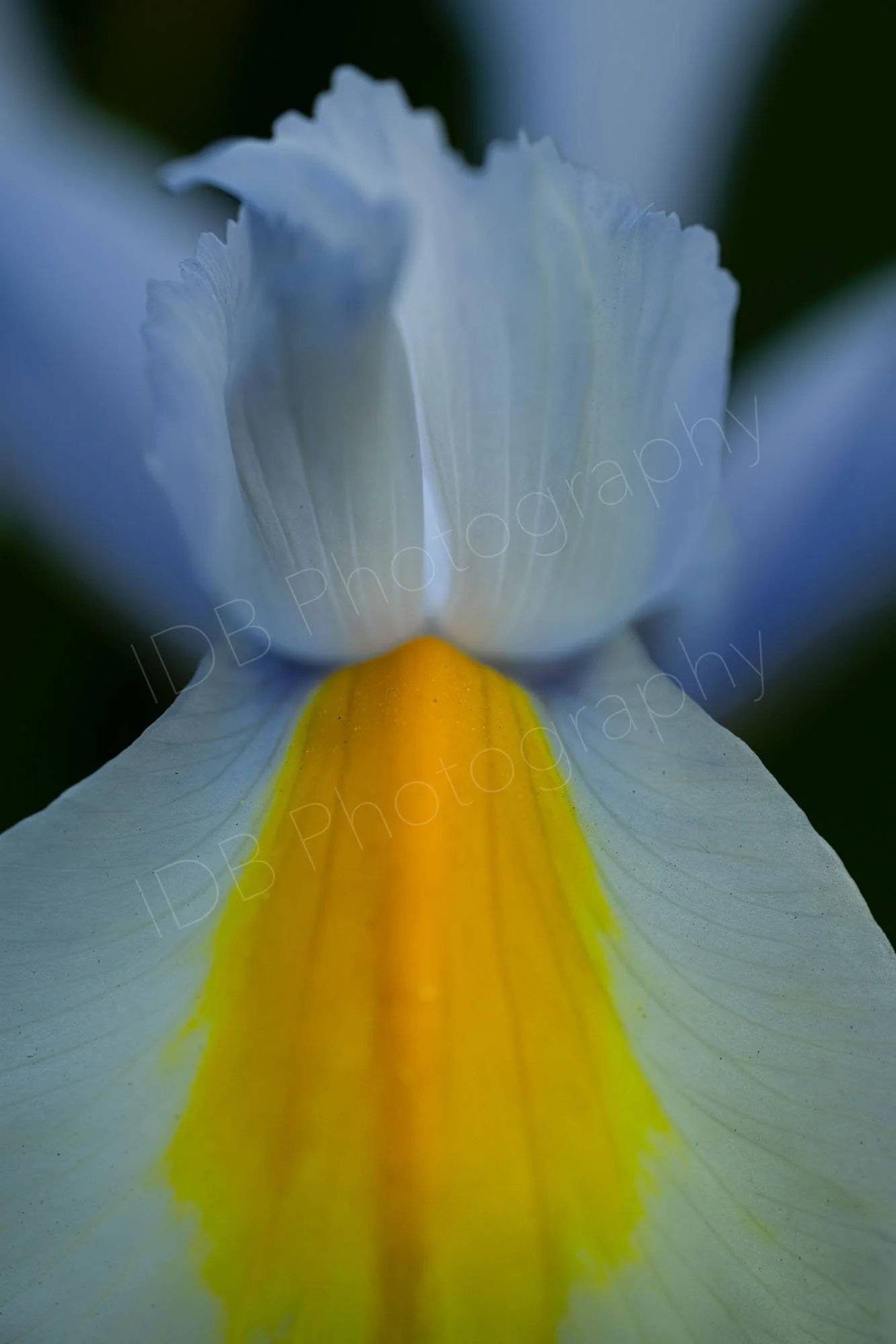 Close up of flower of a light blue Dutch Iris  (Iris × hollandica) Oxfordshire, UK. 