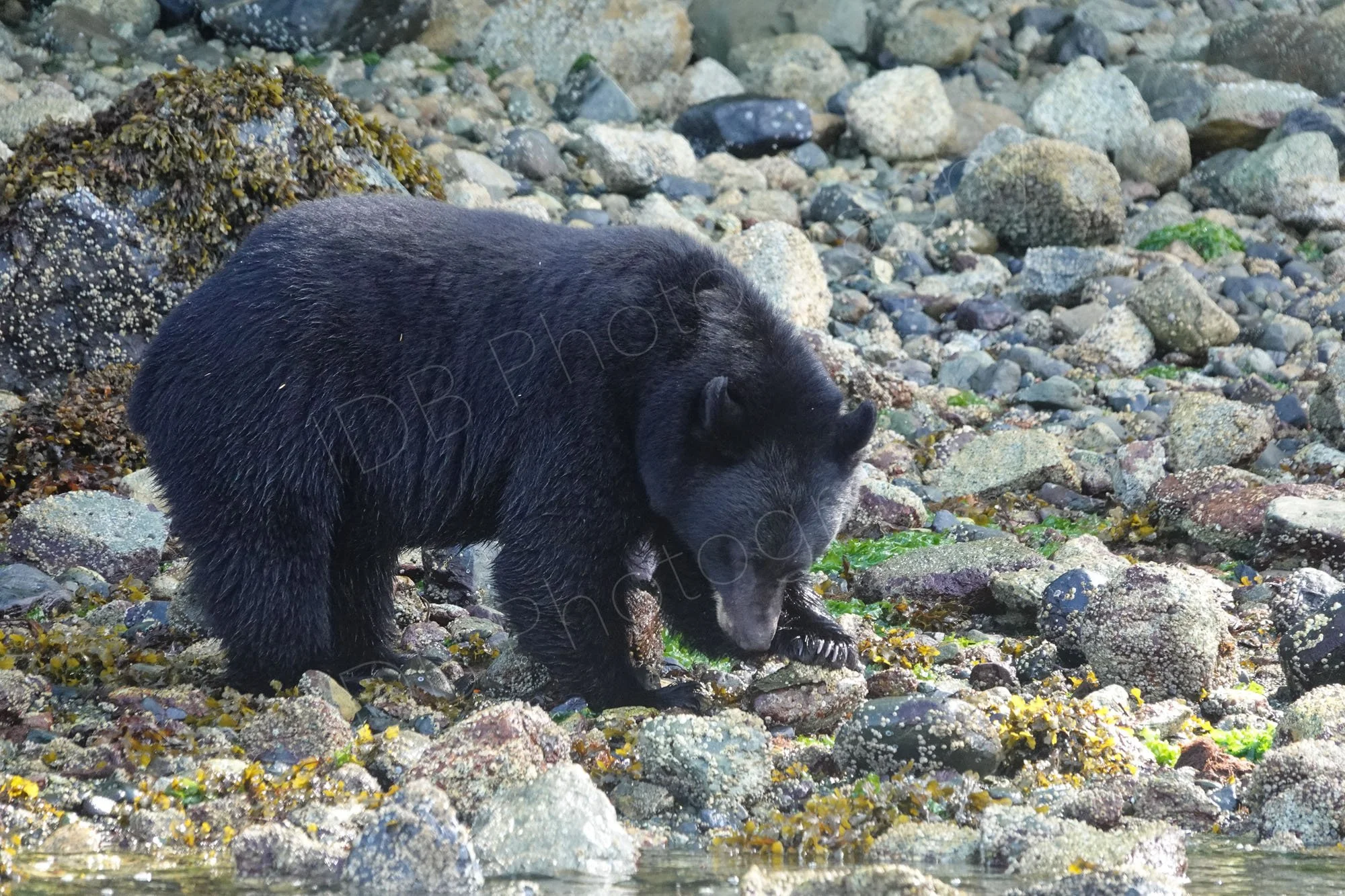  A coastal American black bear (Ursus americanus), foraging among rocks and tidal debris at low tide. Vancouver Island, BC.