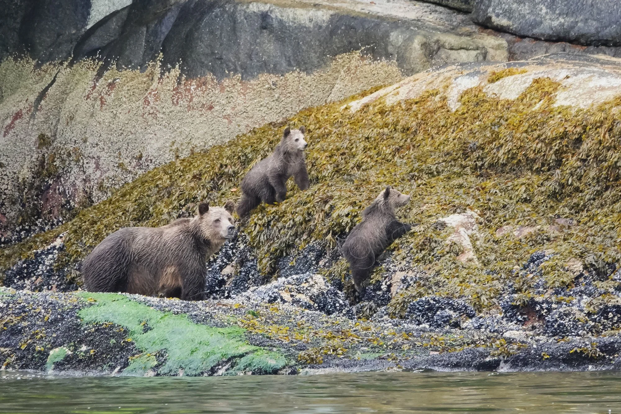 A mother Grizzly Bear and two cubs on seaweed covered rocks in the  Great Bear Rainforest, British Columbia, Canada.