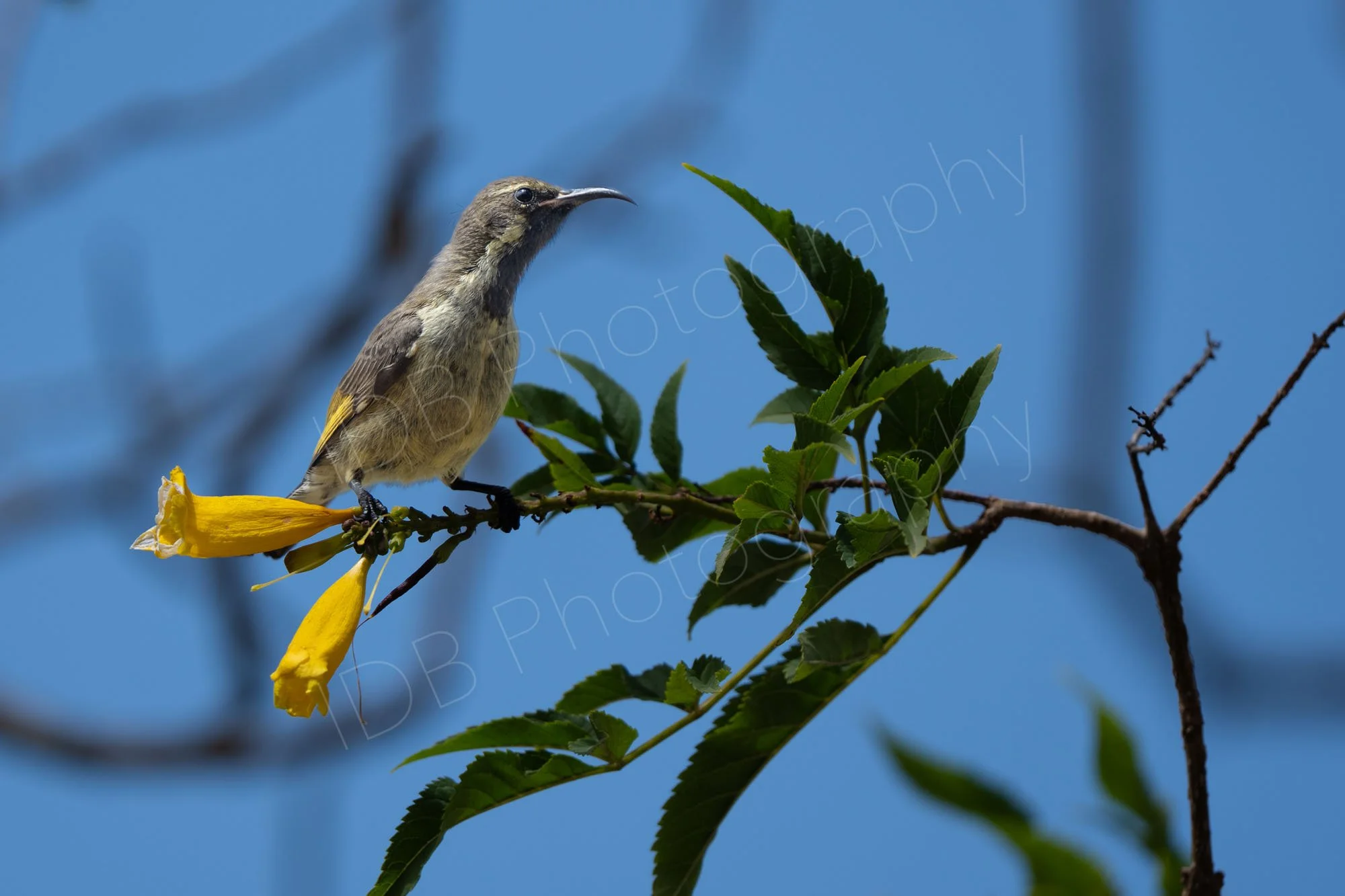 Female Mariqua Sunbird (Cinnyris mariquensis) on a branch with yellow flowers, Nake Nakuru, Kenya.