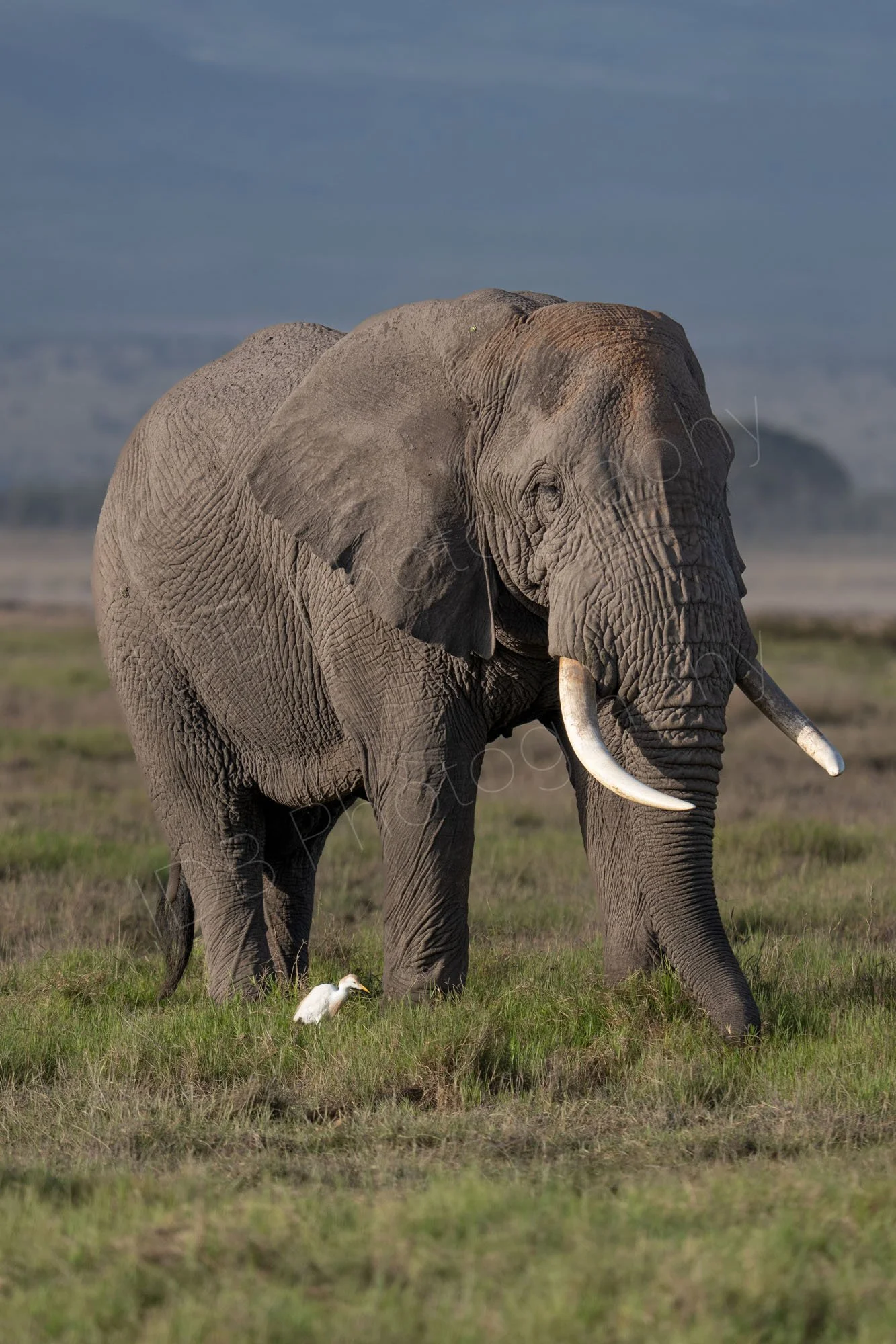 Large tusked African bush elephant and cattle egret (Ardea ibis), Amboseli, Kenya.