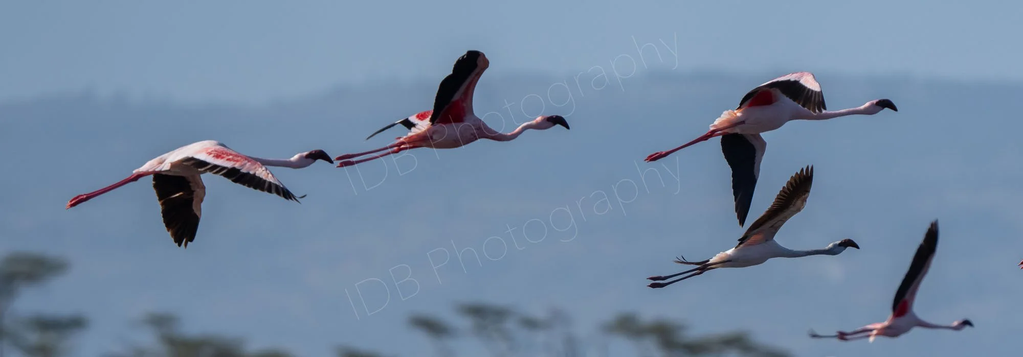 A goup of five Lesser Flamingos (Phoeniconaias minor) in flight with sky and mountains in a hazy background. Lake Nakuru, Kenya.