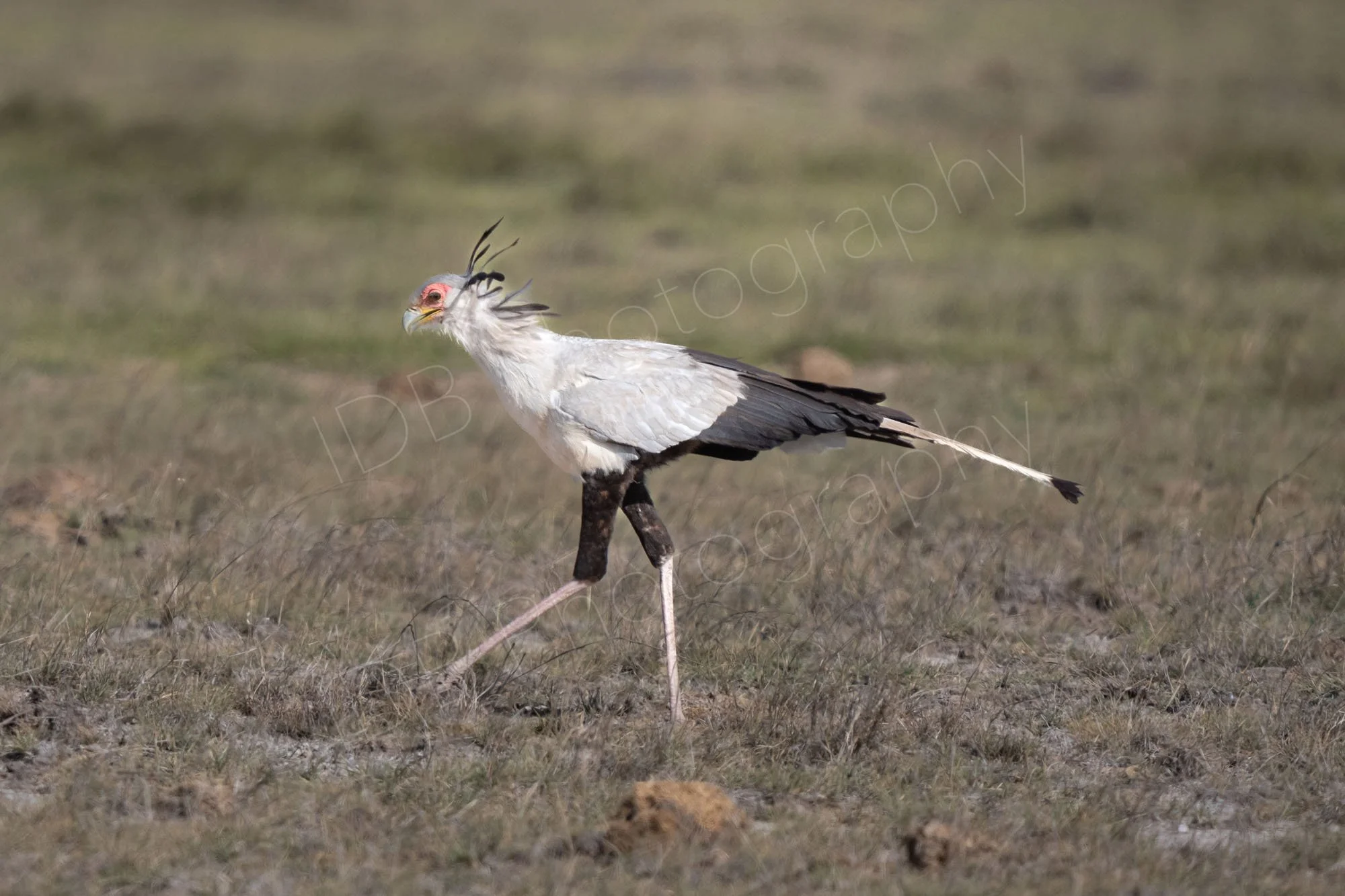 Secretary bird (Sagittarius serpentarius) strutting on patchy grassland at Amboseli, Kenya.