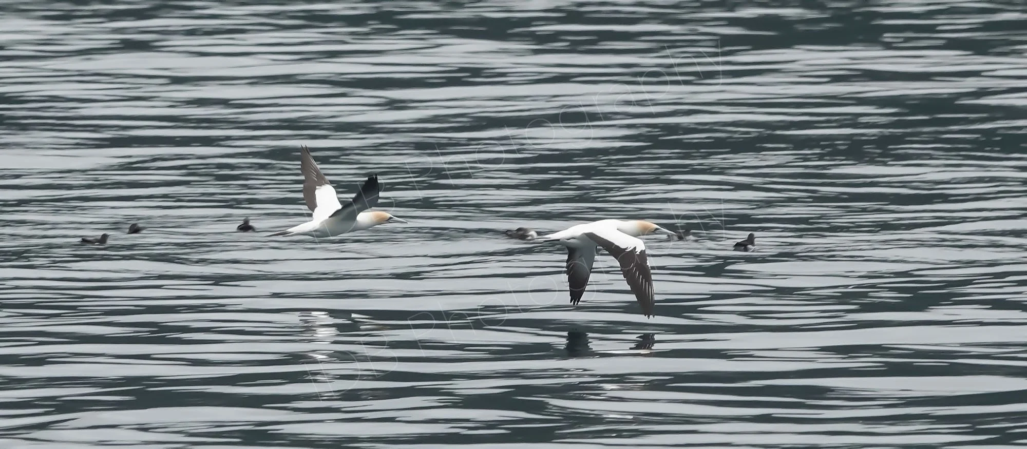 Two Australasian Gannets (Morus serrator) flying low over water in Marlborough Sounds with interesting water reflections.