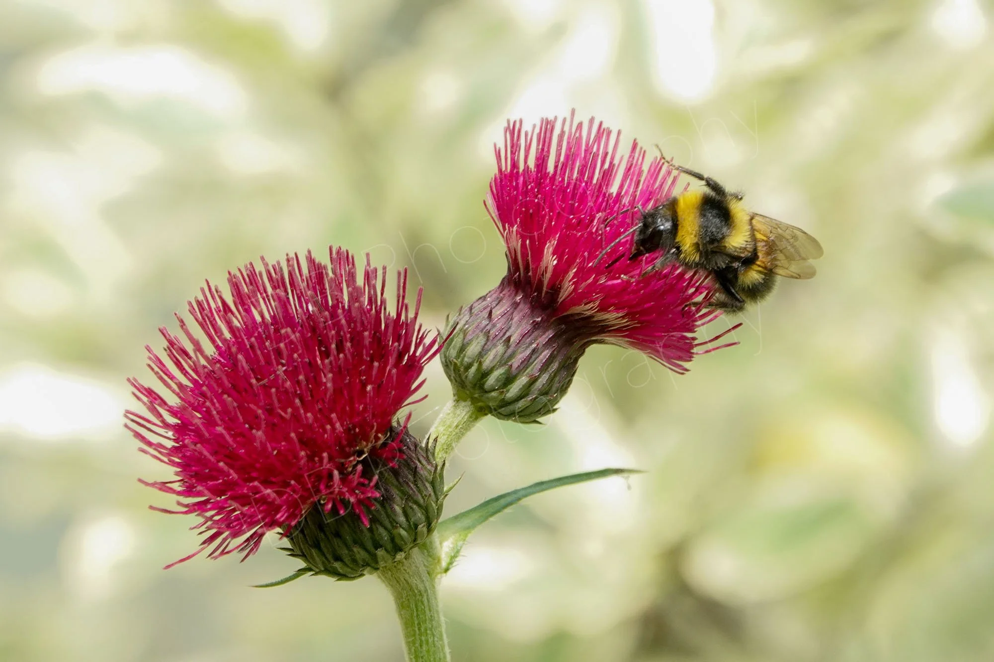 Two flower heads of Cirsium rivulare 'Atropurpureum' with a Bumblebee on one flower.  Greeny white bokeh background. Kent, UK.