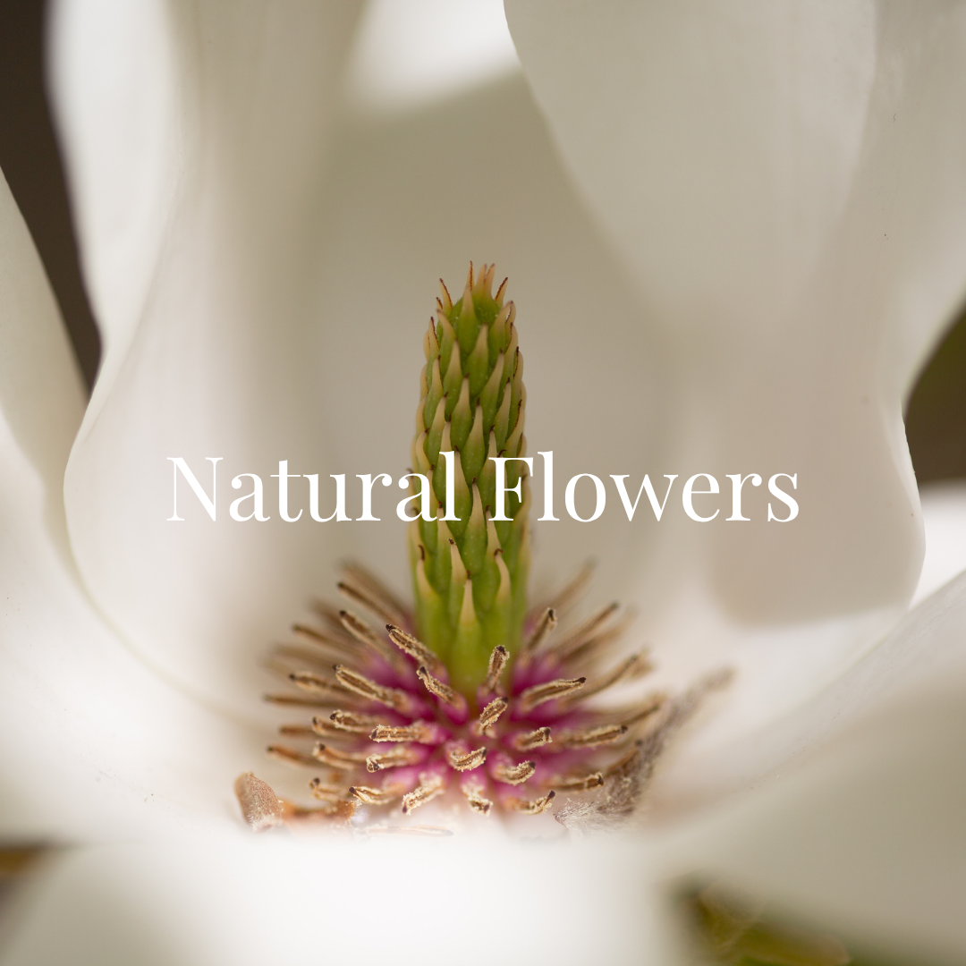 Close-up of a white magnolia flower with a pink and green central pistil, with the words "Natural Flowers" overlayed.