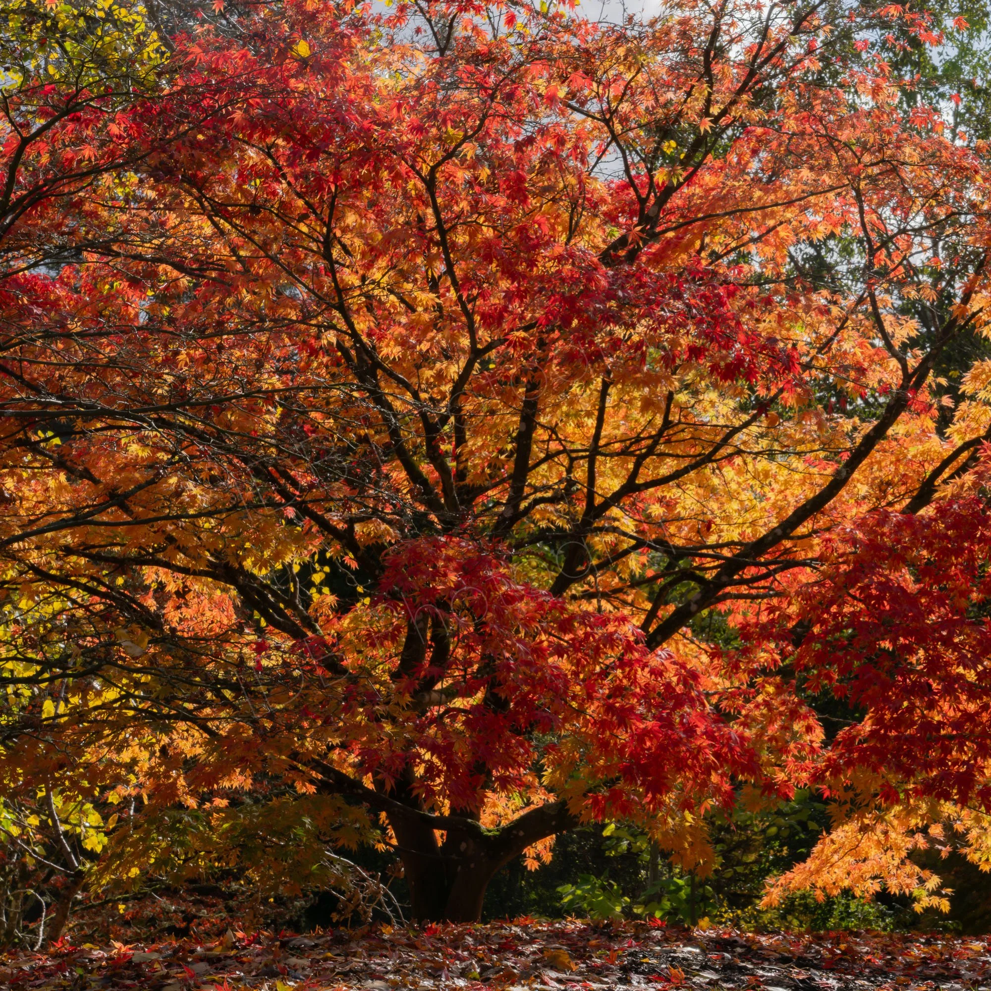A beautiful mature maple tree with it's red and orange autumn colours at Batsford Arboretum, Cotswolds.