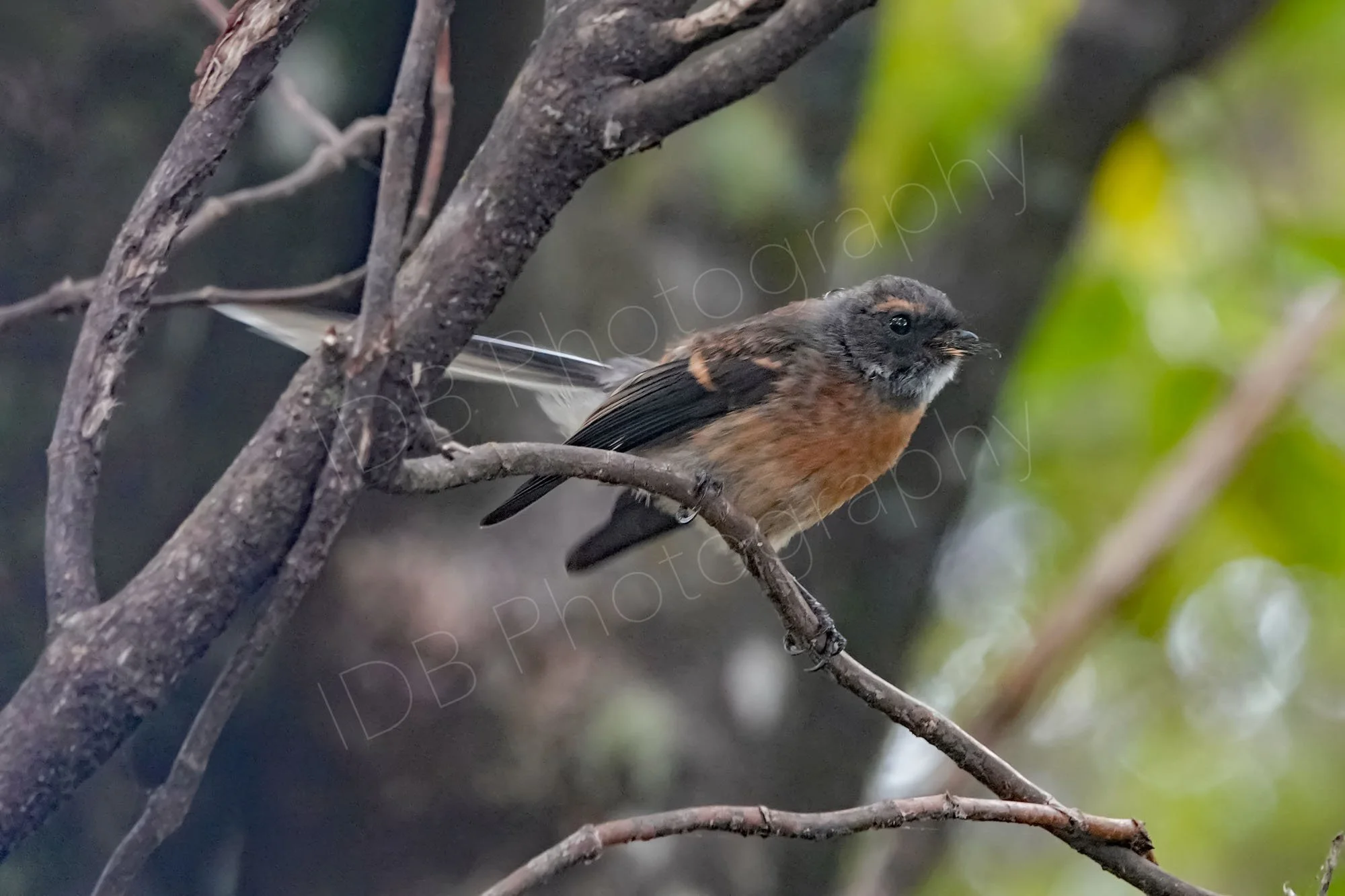 A New Zealand Fantail (Rhipidura fuliginosa) sitting on tree twig,  wood and leafy background. Marlborough, New Zealand