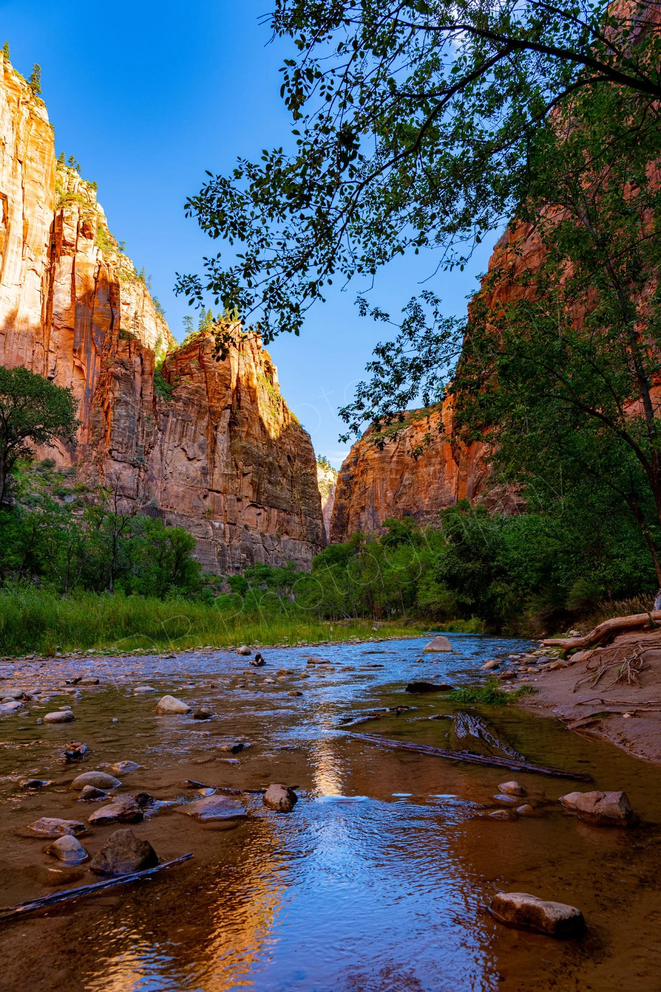 Virgin River, Zion National Park, with tree lined banks and dramatic orange-brown vertical cliffs; blue sky background.