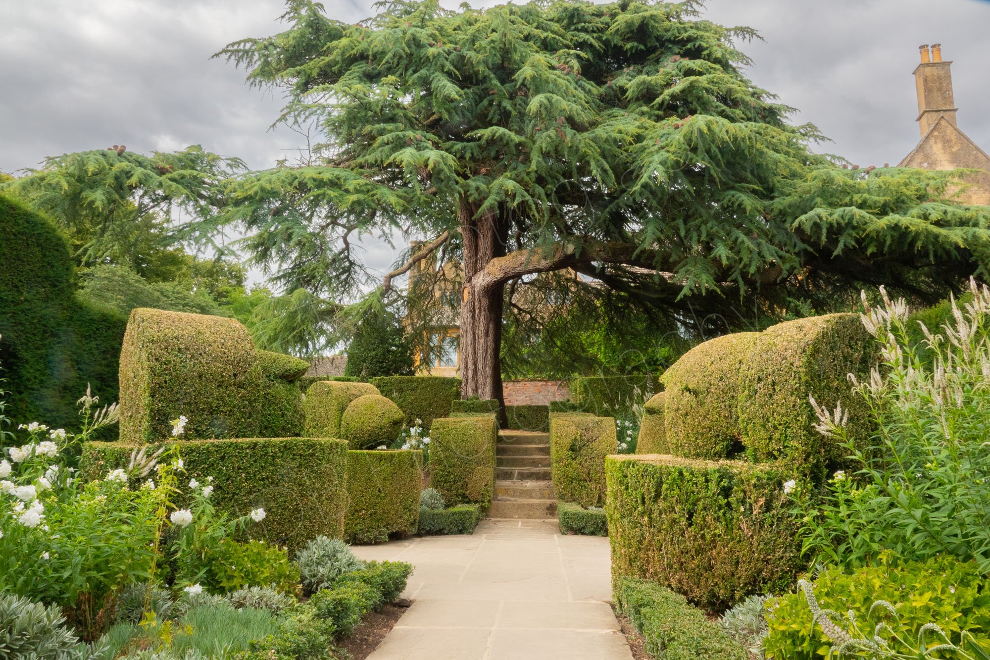 A tranquil formal garden area at Hidcote Manor Garden located in Gloucestershire, England with flowering plants, topiary bushes and a large Cedar tree.