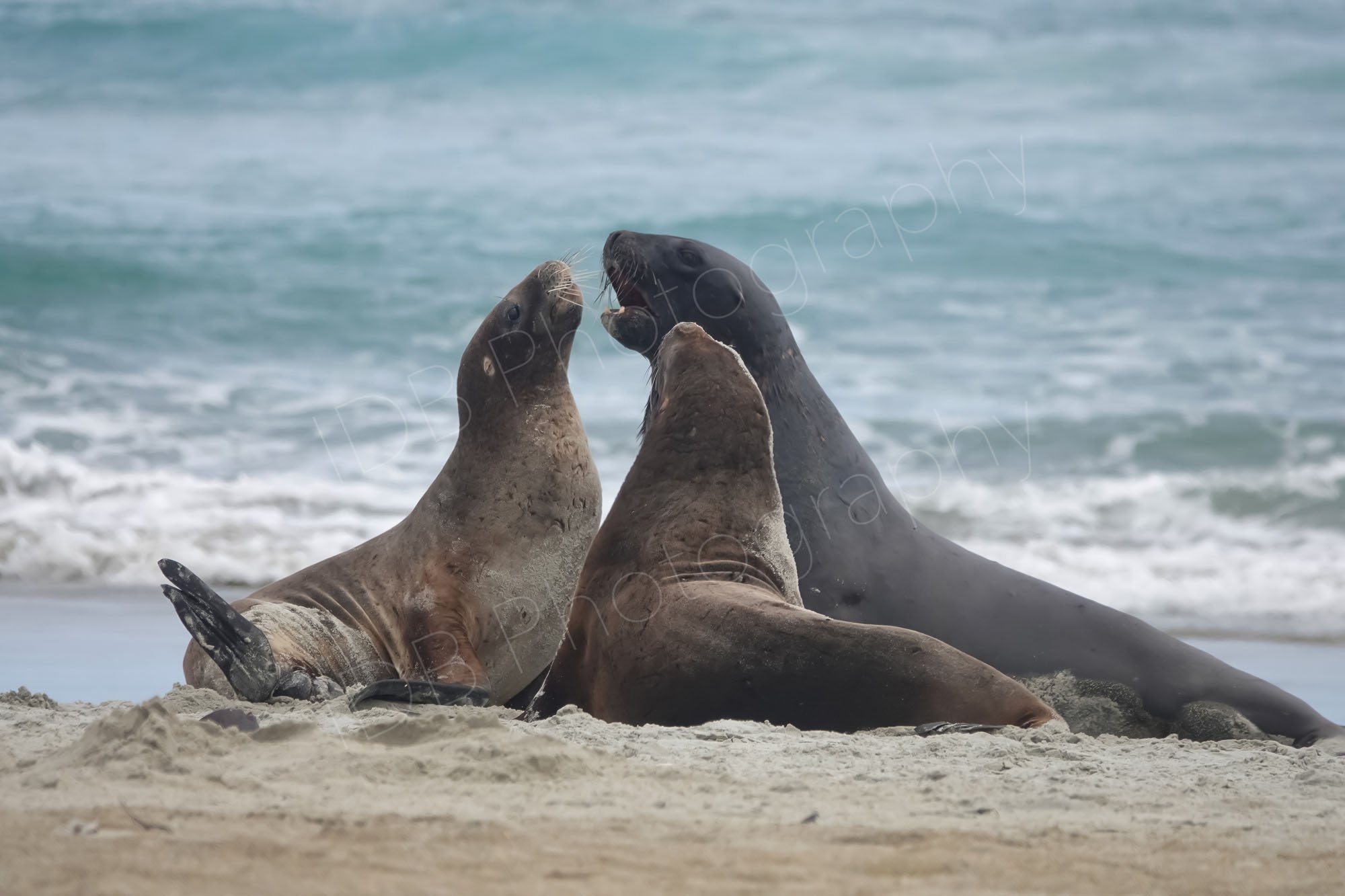 Group of three New Zealand Sea Lions including a dominant male, necks stretched and heads almost touching, sandy foreground, pale sea background. Sandfly Bay, Dunedin.