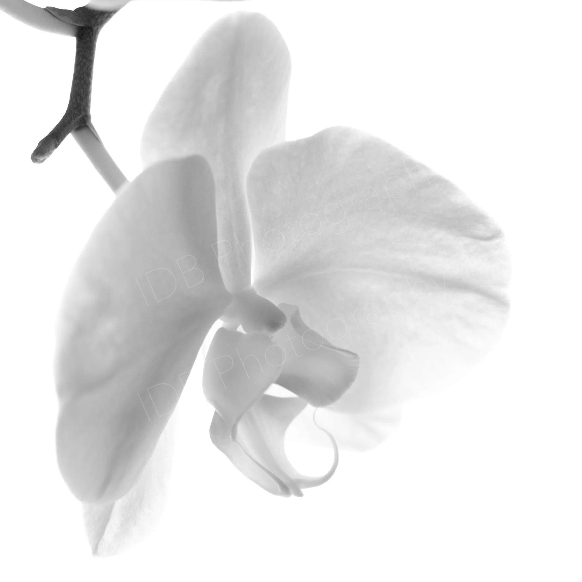 An oblique black and white image of a white Phalaenopsis orchid flower arising from it's stem