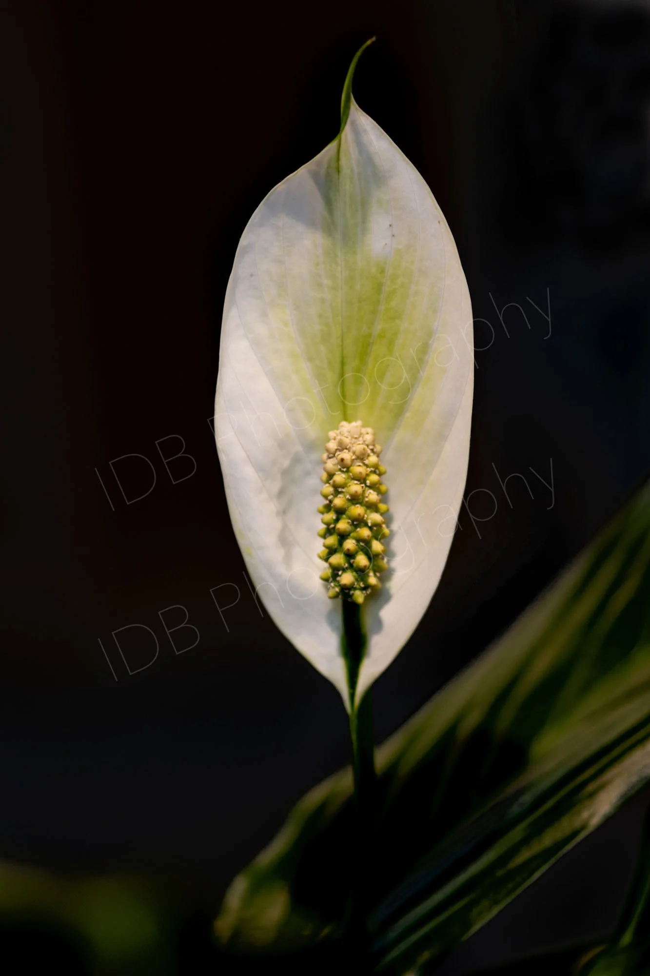 A white Peace Lily (Spathiphyllum) showing the spathe and spadix with a green leaf in shadow on a very dark background.
