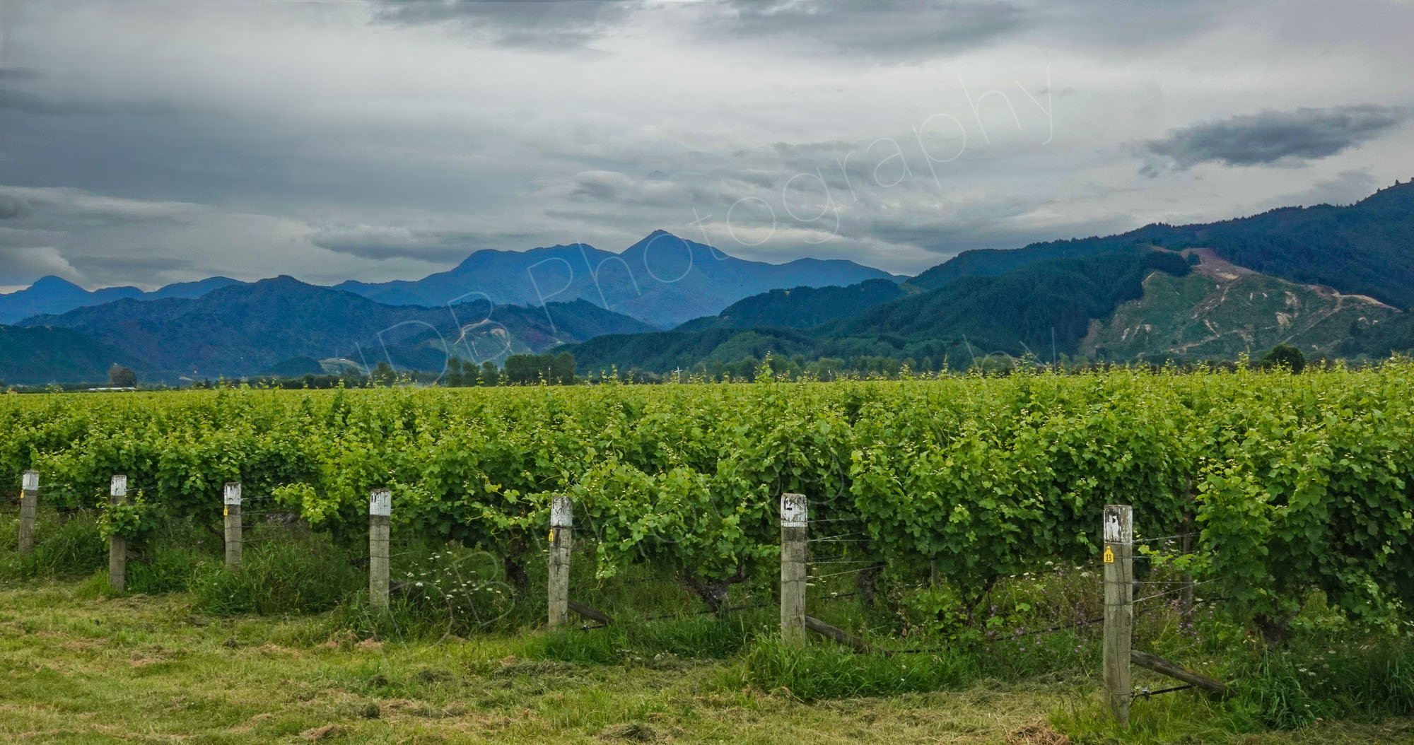 A Marlborough, New Zealand vineyard, oblique view of vine lines with mountains and clouds in background.