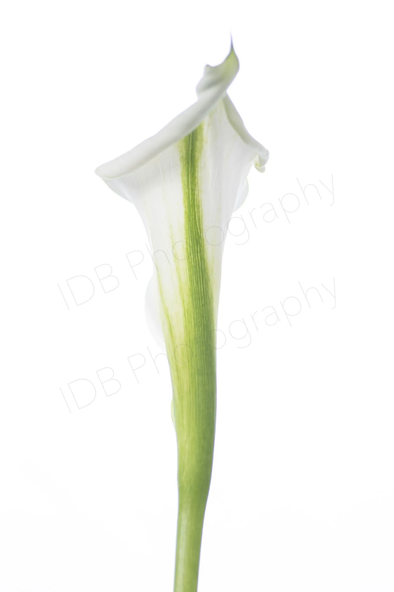 A high-key image of a white calla lily spathe (Zantedeschia aethiopica) vertically oriented.