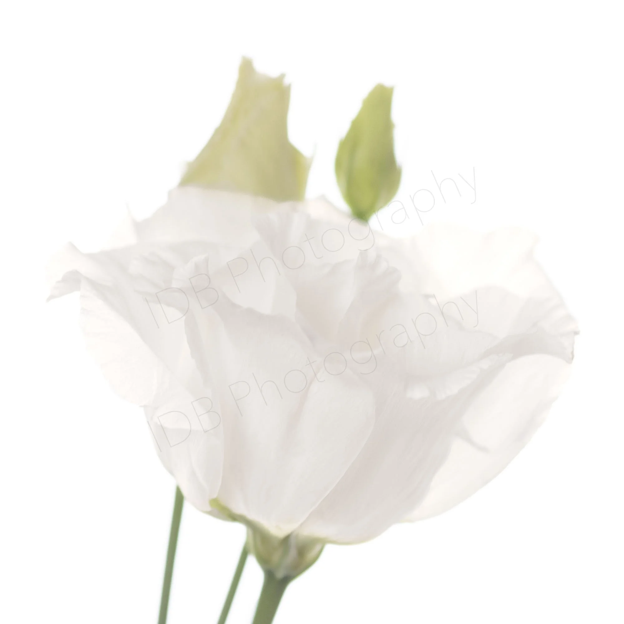 A high-key image of a flower head of a Lisianthus (Eustoma grandiflorum) - Alissa, with two buds behind.