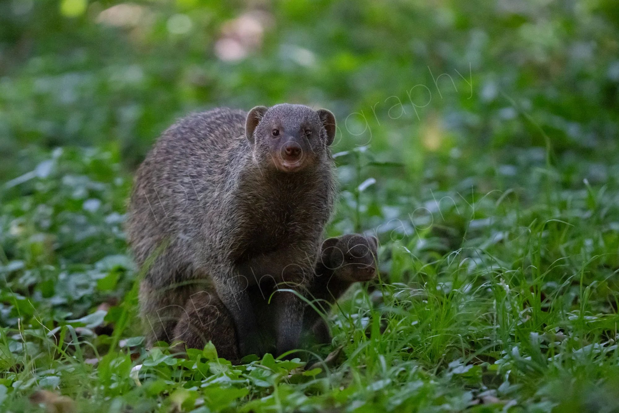 Banded mongoose and baby, in scrubland. Masai Mara, Kenya.
