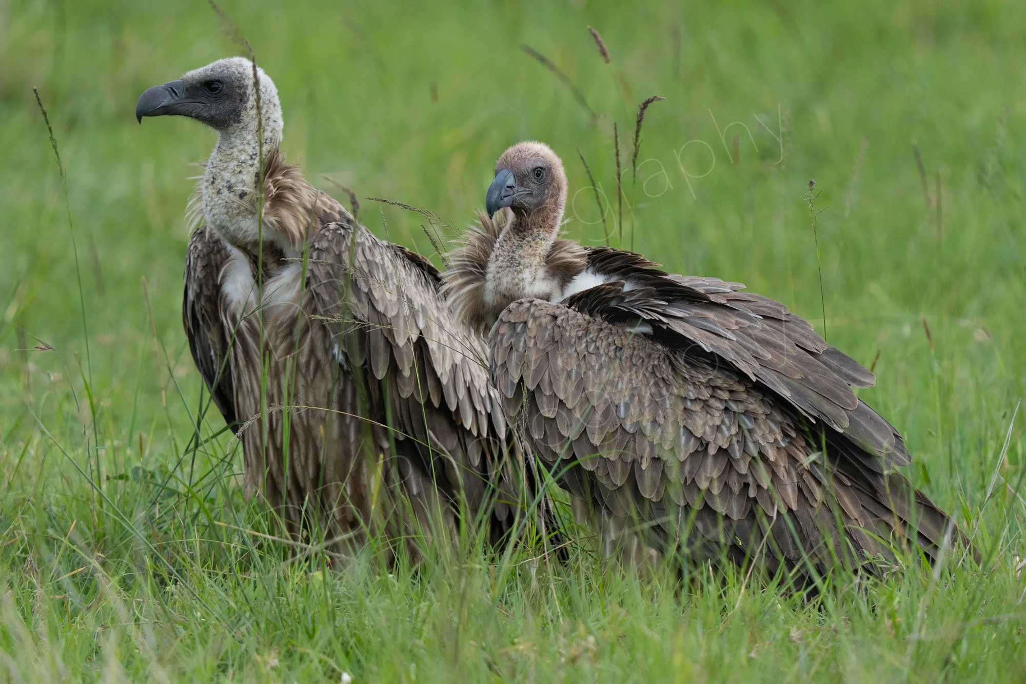 Two African White-backed vultures (Gyps africanus) on grassland at the Masai Mara, Kenya.