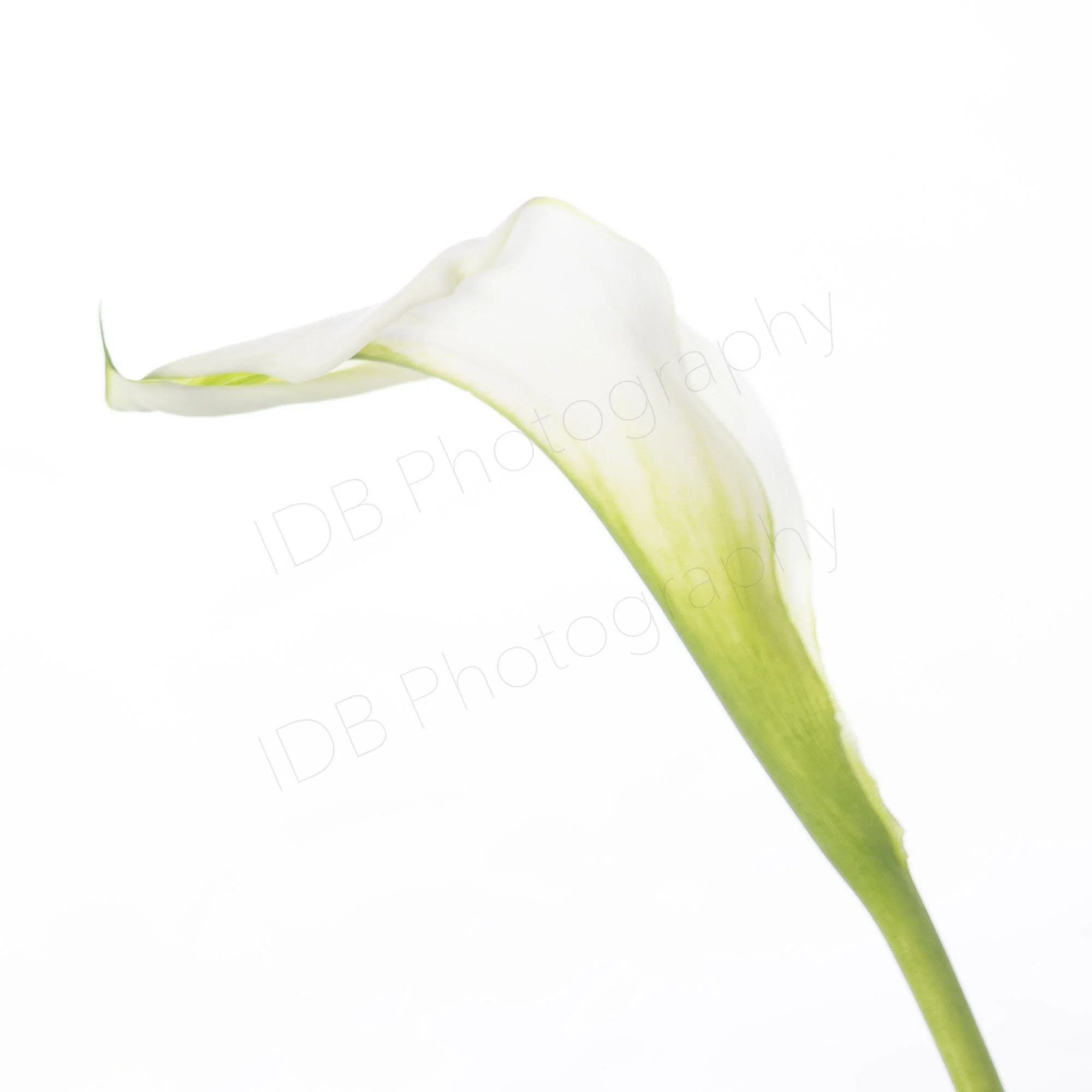 A high-key image of a white calla lily spathe (Zantedeschia aethiopica) diagonally oriented side view 2.