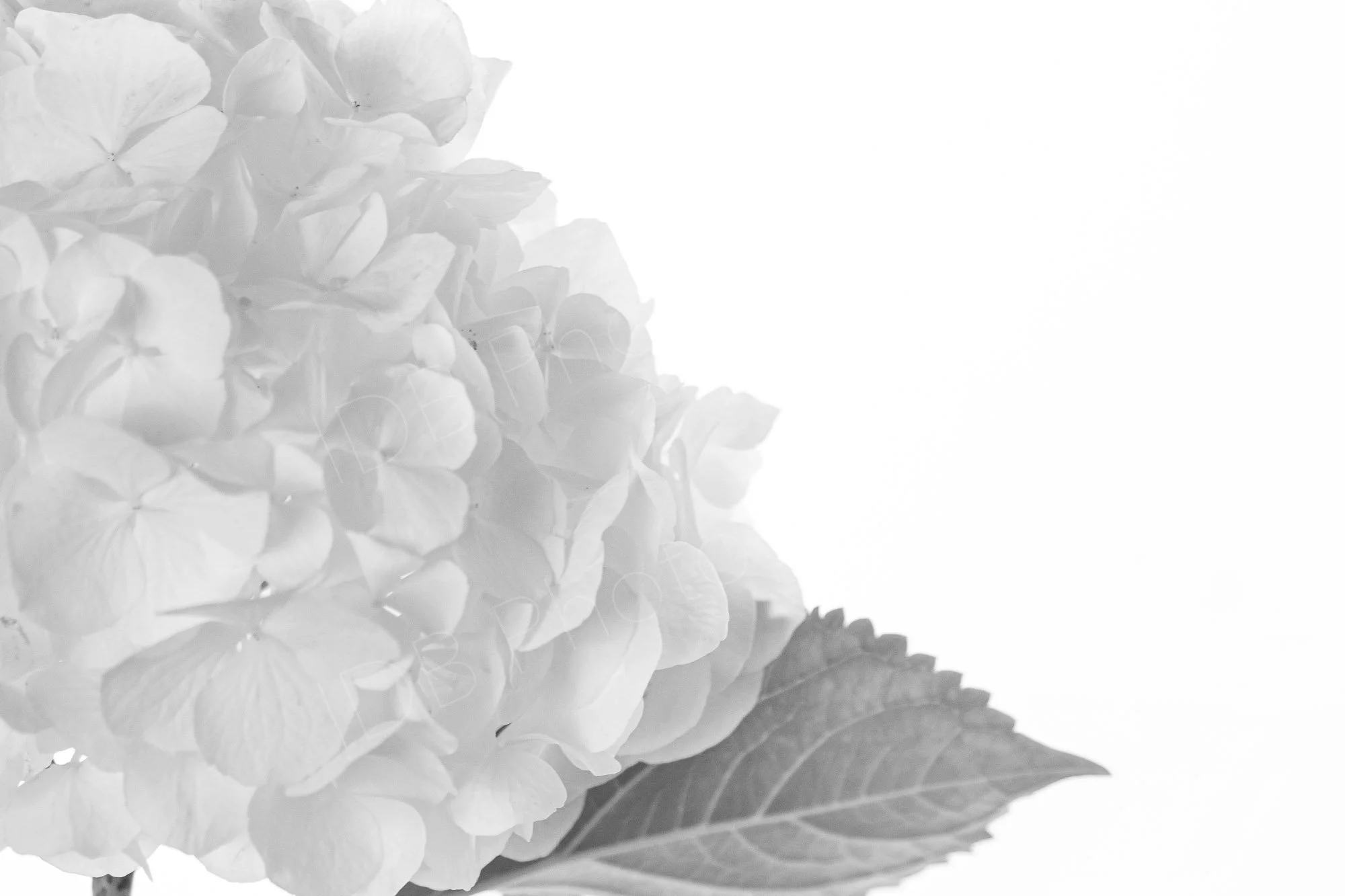 Black and white photo of a white hydrangea macrophylla flower head and leaf on a white background.