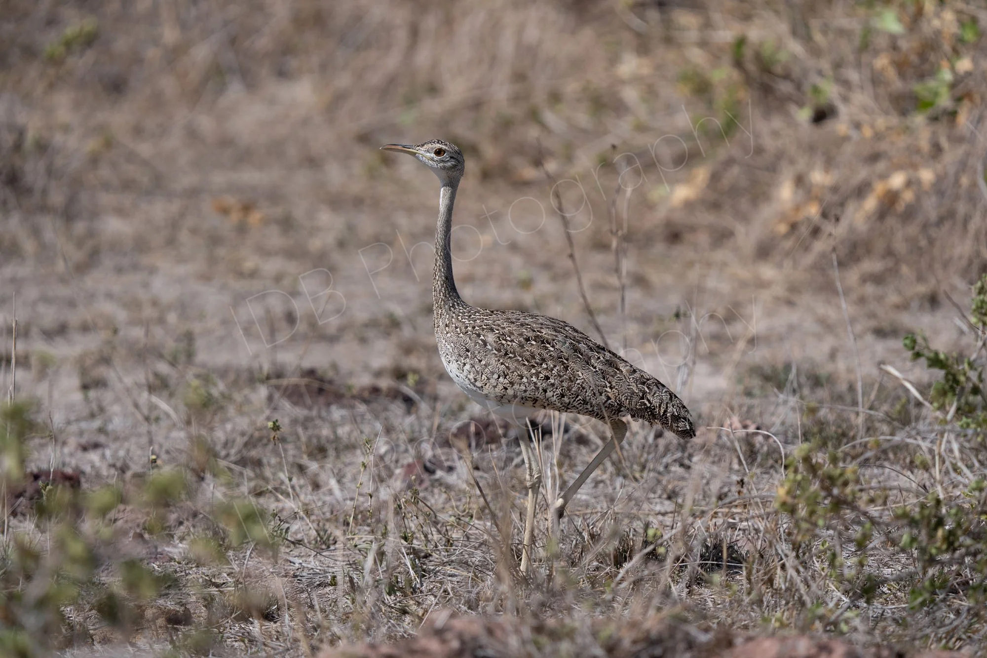 Buff-crested Bustard (Lophotis gindiana), Amboseli, Kenya.