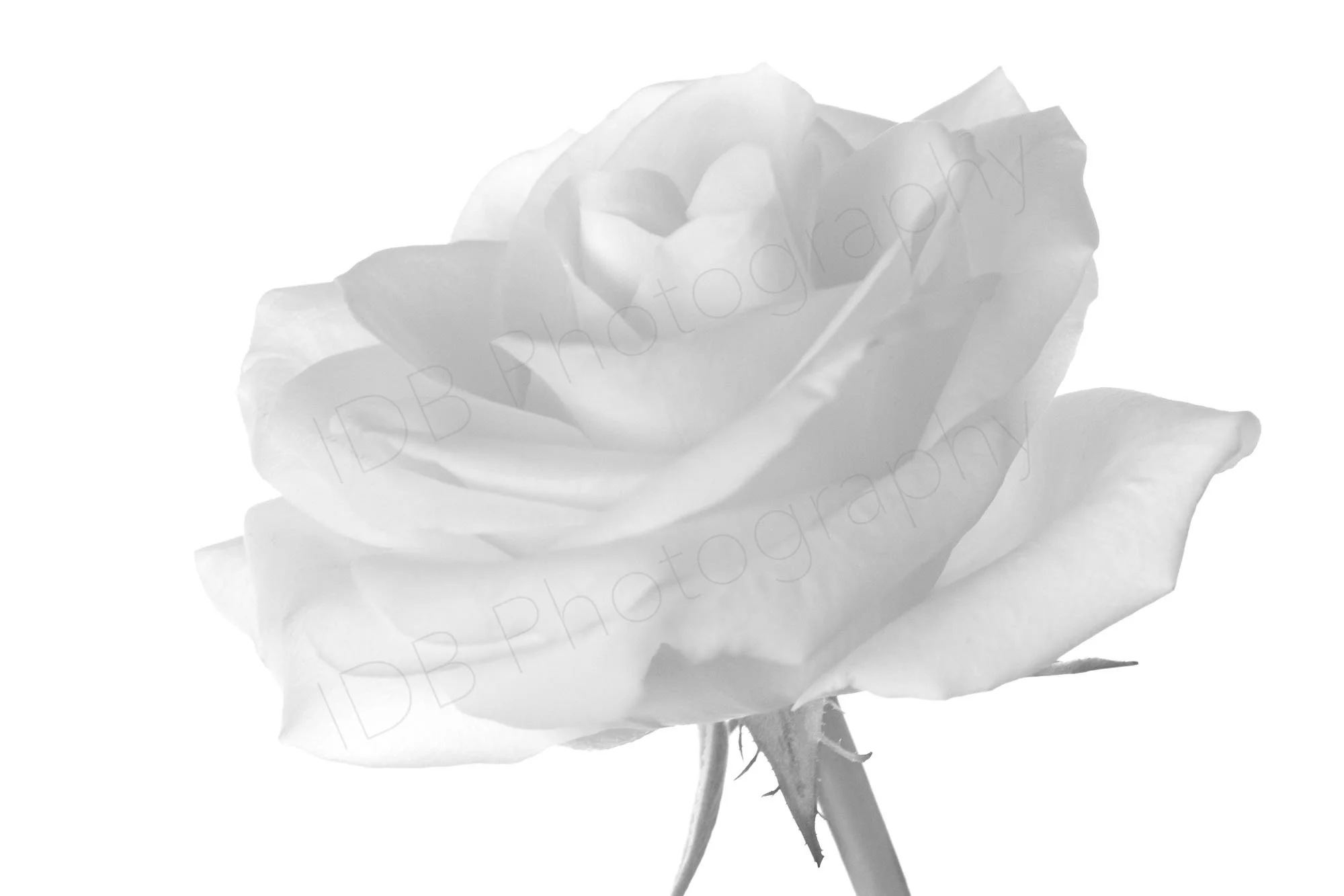 A black and white photo of a white rose with detailed petals on a white background.