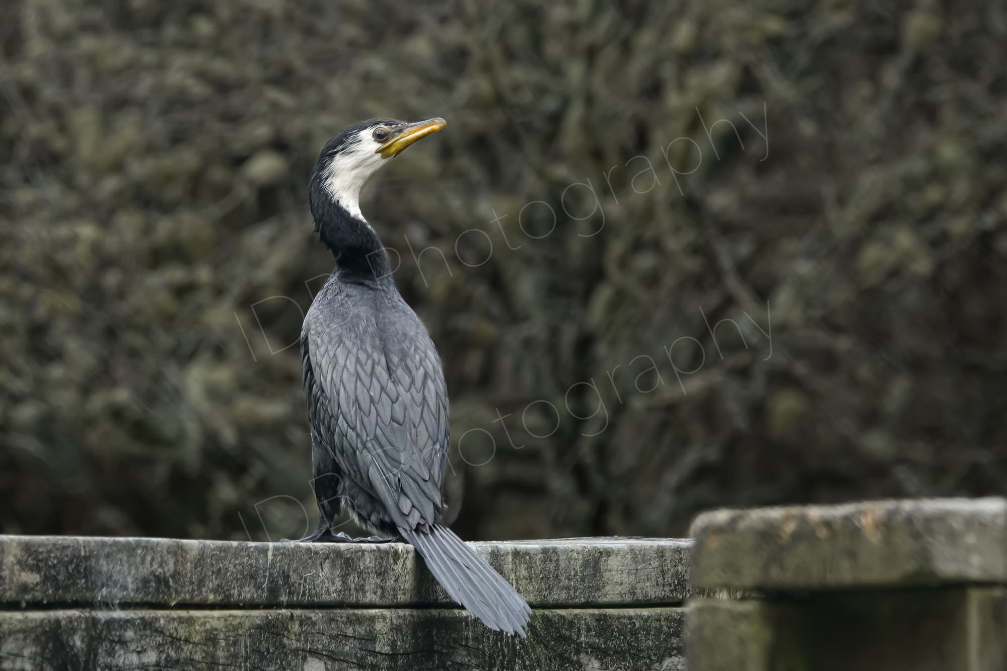 Little Pied Cormorant/ Little Shag/ Kāruhiruhi - lovely detailed black body, white neck and head turned sideways on a stone bridge at Rotorua, NZ.