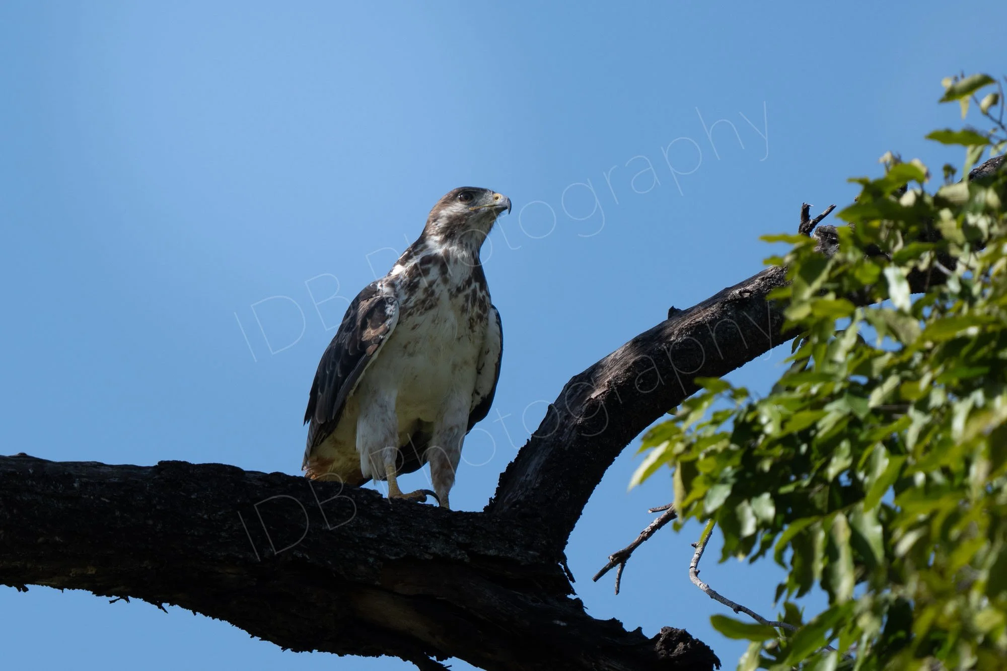  Auger Buzzard (Buteo augur) on a tree branch in Masai Mara, Kenya, blue sky background..