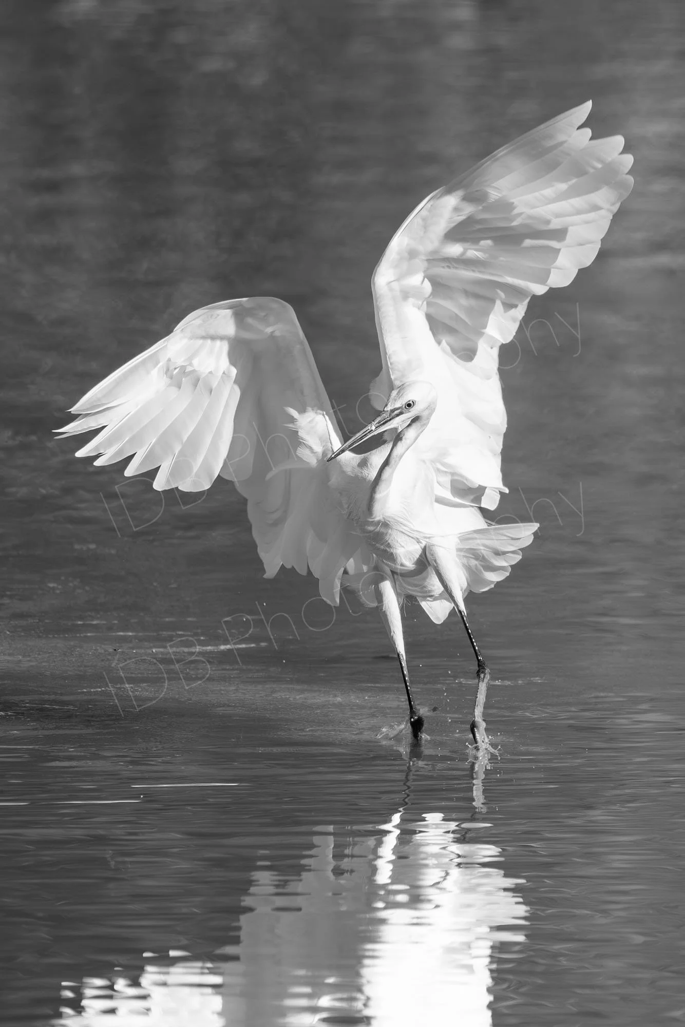 Black and white image of a Little Egret  (Egretta garzetta) with wings extended standing in water with it's reflection; Worcestershire, UK.
