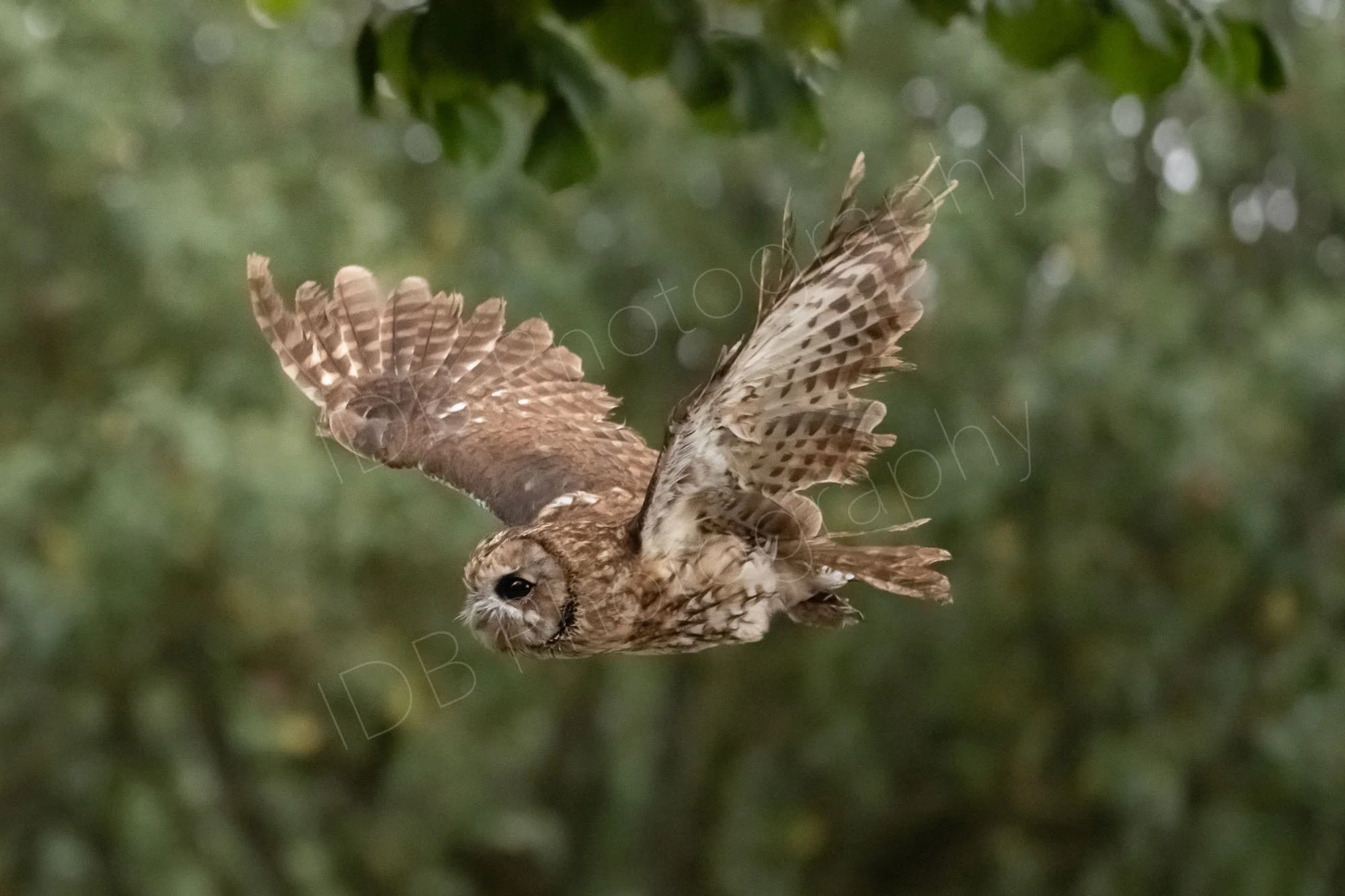 A tawny owl (Strix aluco) in flight against a hazy green background; Kent, UK.