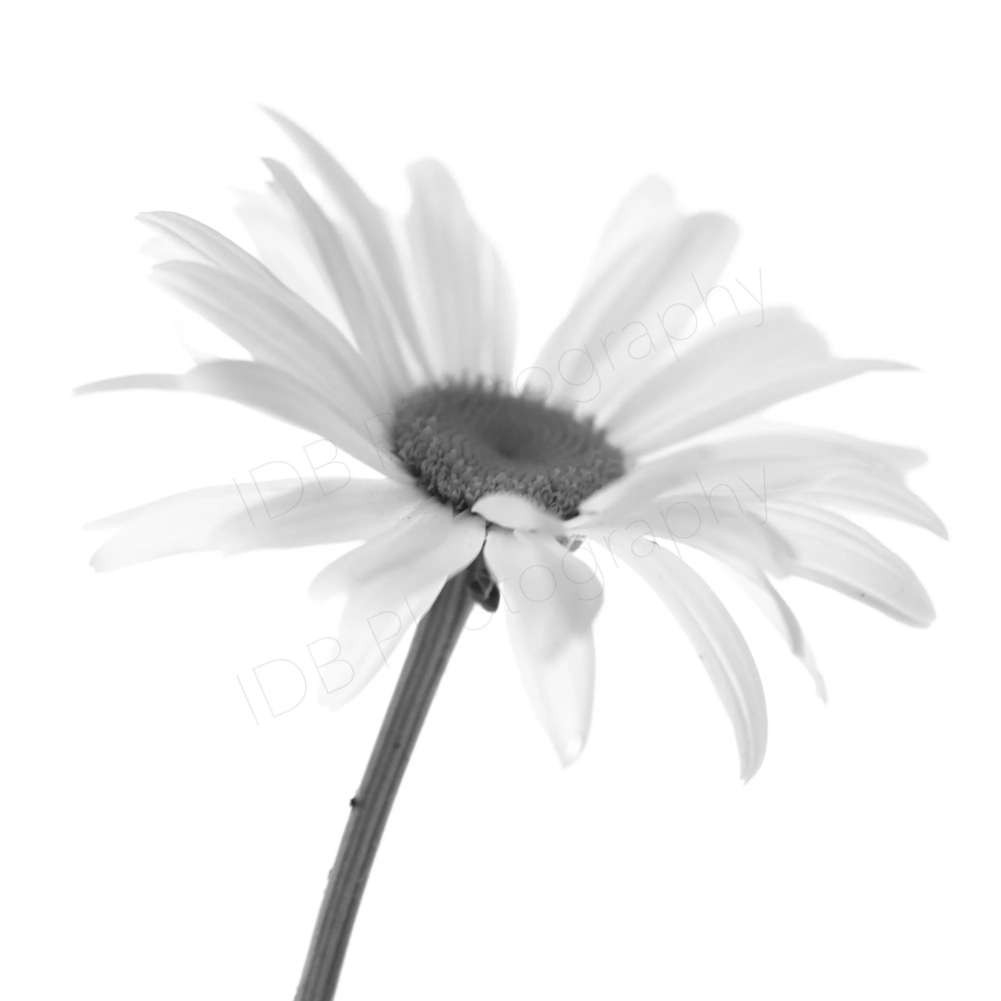 A black and white close-up photograph of a daisy flower, showing the petals and dark center