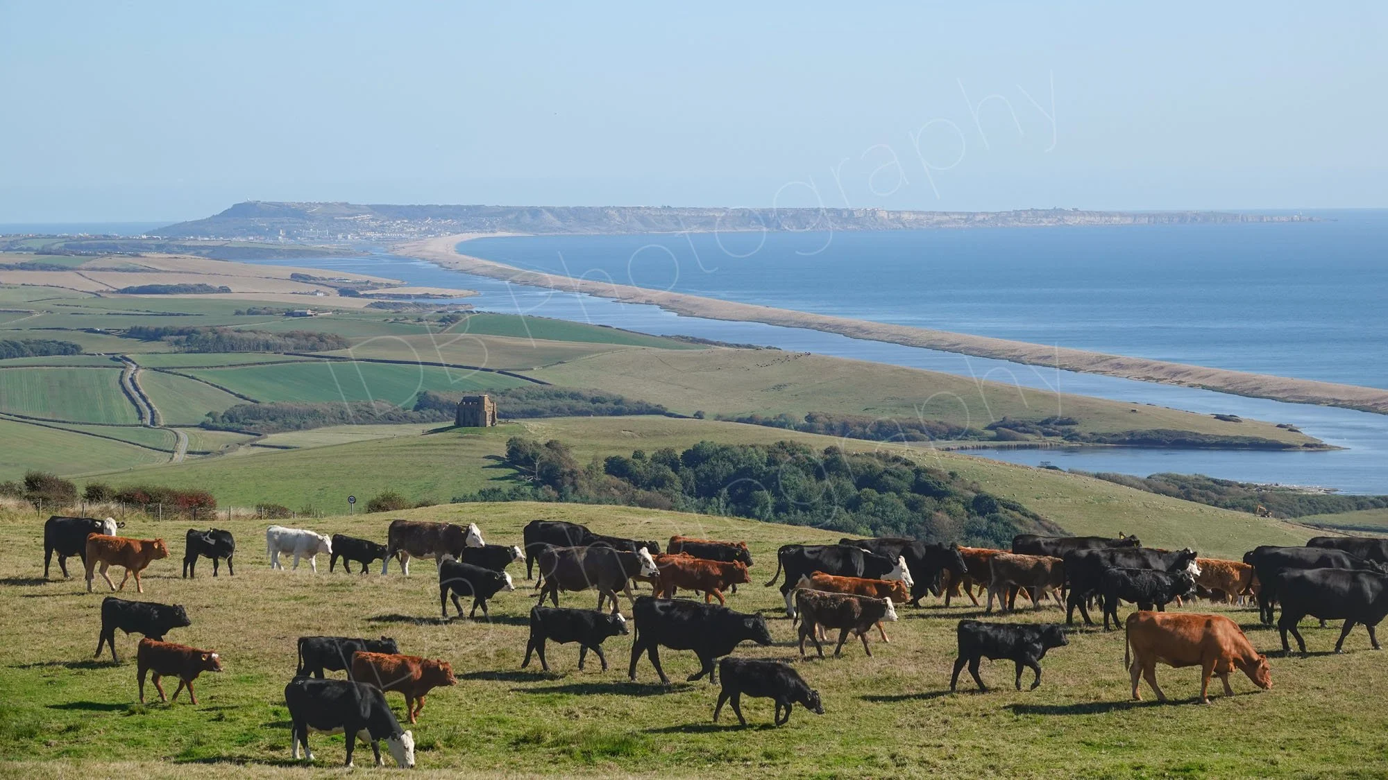 Scenic view overlooking Chesil Beach, Dorset, England, with St Catherine's Chapel visible, and cattle grazing on the hillside in the foreground;hazy blue sky.