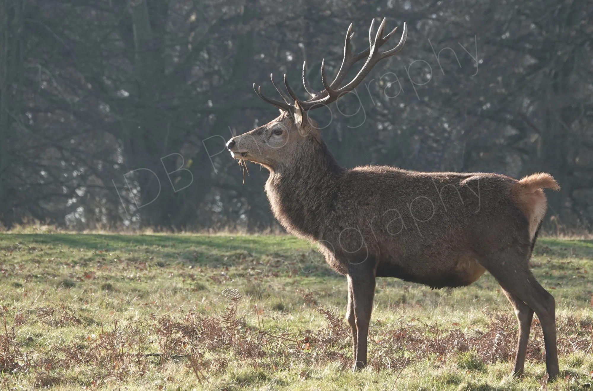 Sunlit majestic Red Dear stag in Windsor Great Park, Berkshire, UK.