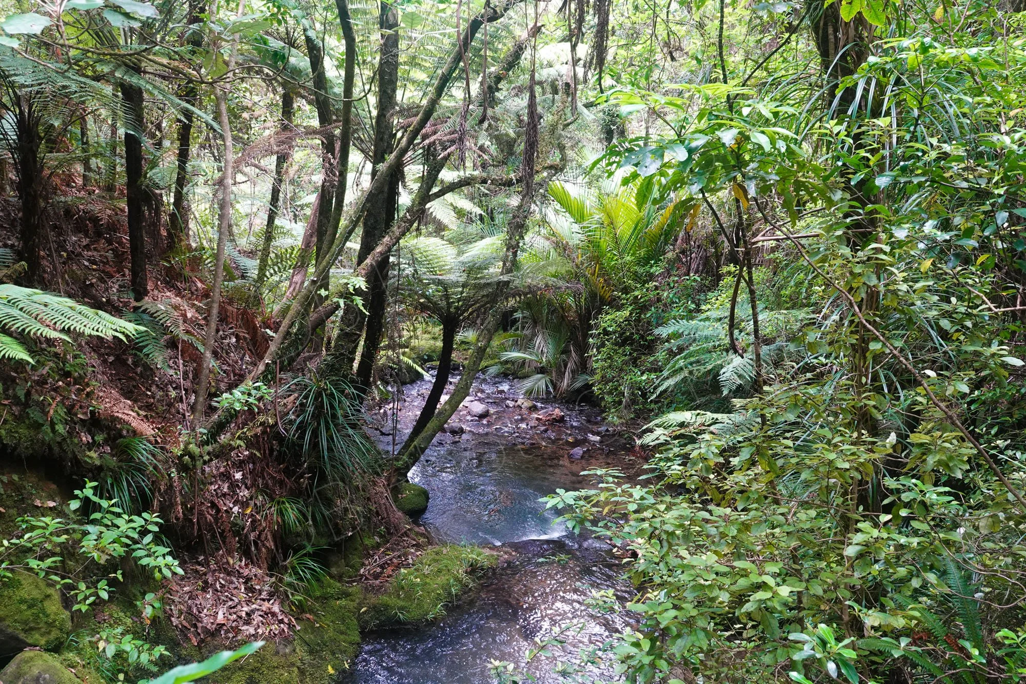 A woodland stream surrounded by palms, ferns and trees near Coromandel, New Zealand.