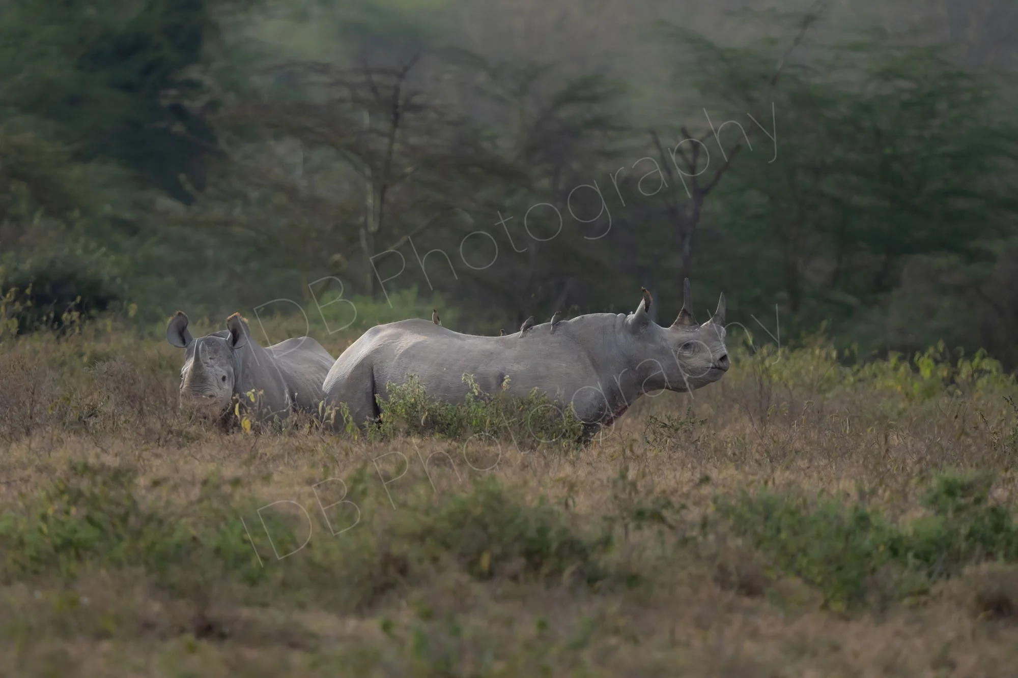 Two Black Rhinos, one in full profile, woodland backdrop,  with red billed Oxpeckers, (Buphagus erythrorynchus), Lake Nakuru, Kenya.