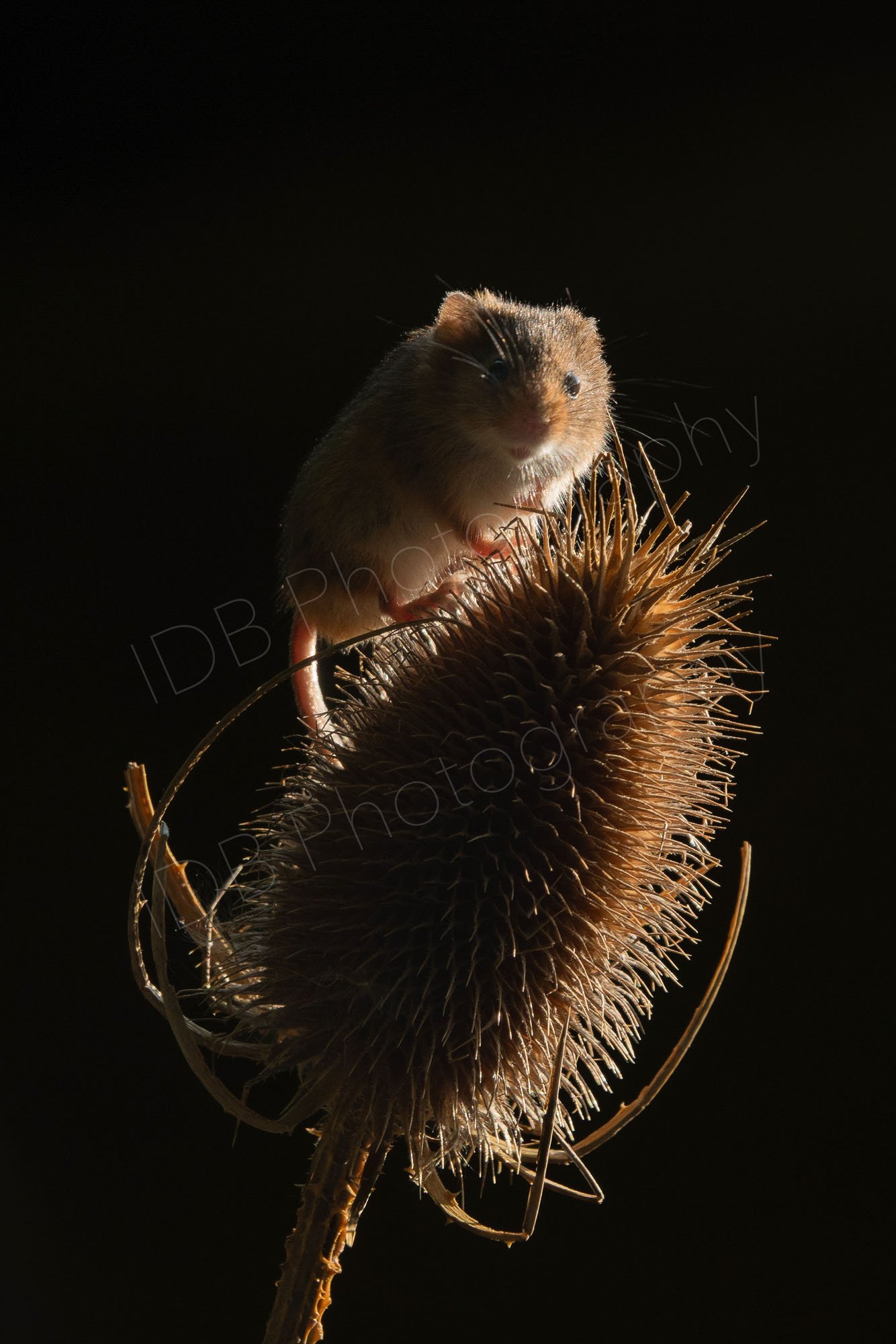 Harvest Mouse on a Teasel head with dramatic natural side lighting and very dark background, East Sussex, UK.