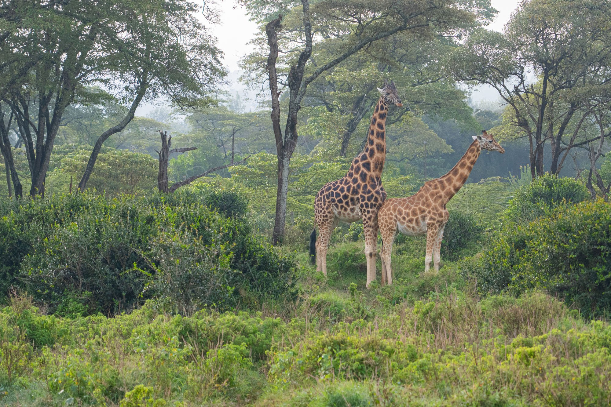 Male and female Rothschild's Giraffes standing amongst trees and shrubs early morning, Nairobi, Kenya.